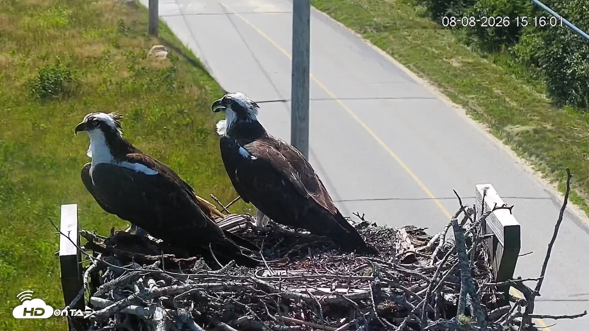 Snapshot of Fishers Island Middle Farms Ospreys Live Webcam taken Aug 8, 2026, 3:16pm EDT
