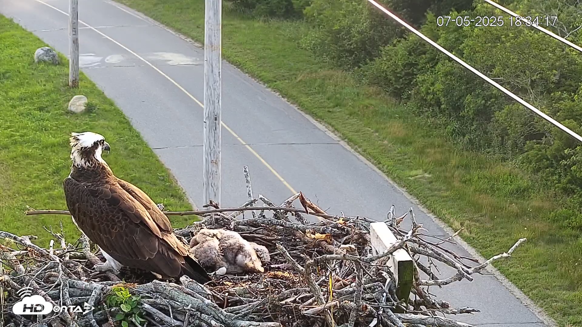 Snapshot of Fishers Island Middle Farms Ospreys Live Webcam taken Jul 5, 2025, 6:35pm EDT