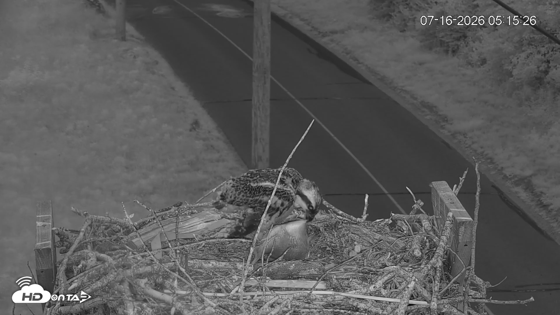 Snapshot of Fishers Island Middle Farms Ospreys Live Webcam taken Jul 16, 2026, 5:16am EDT