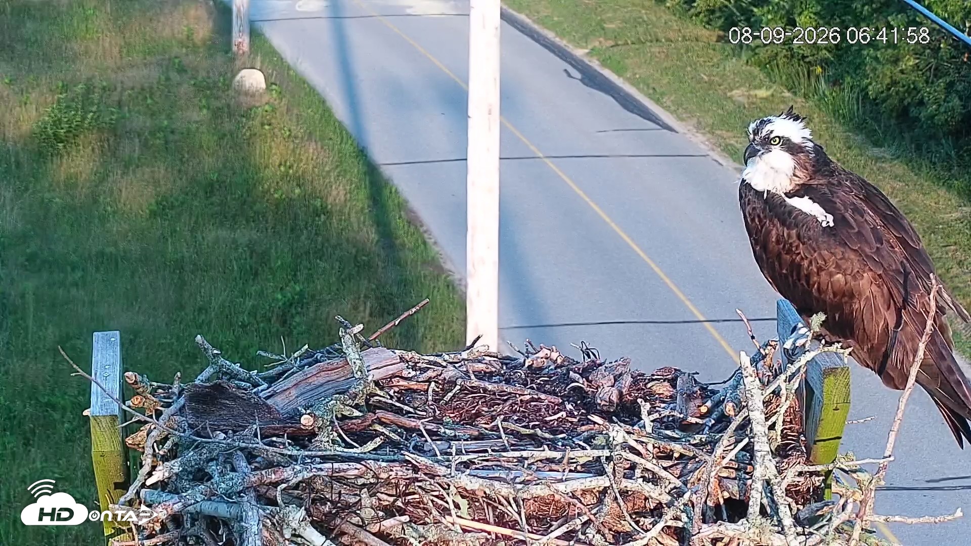 Snapshot of Fishers Island Middle Farms Ospreys Live Webcam taken Aug 9, 2026, 6:42am EDT