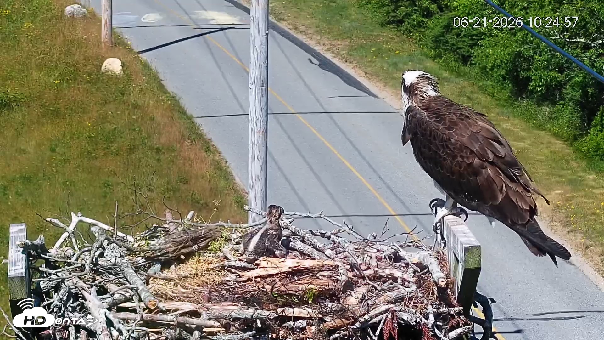Snapshot of Fishers Island Middle Farms Ospreys Live Webcam taken Jun 21, 2026, 10:26am EDT