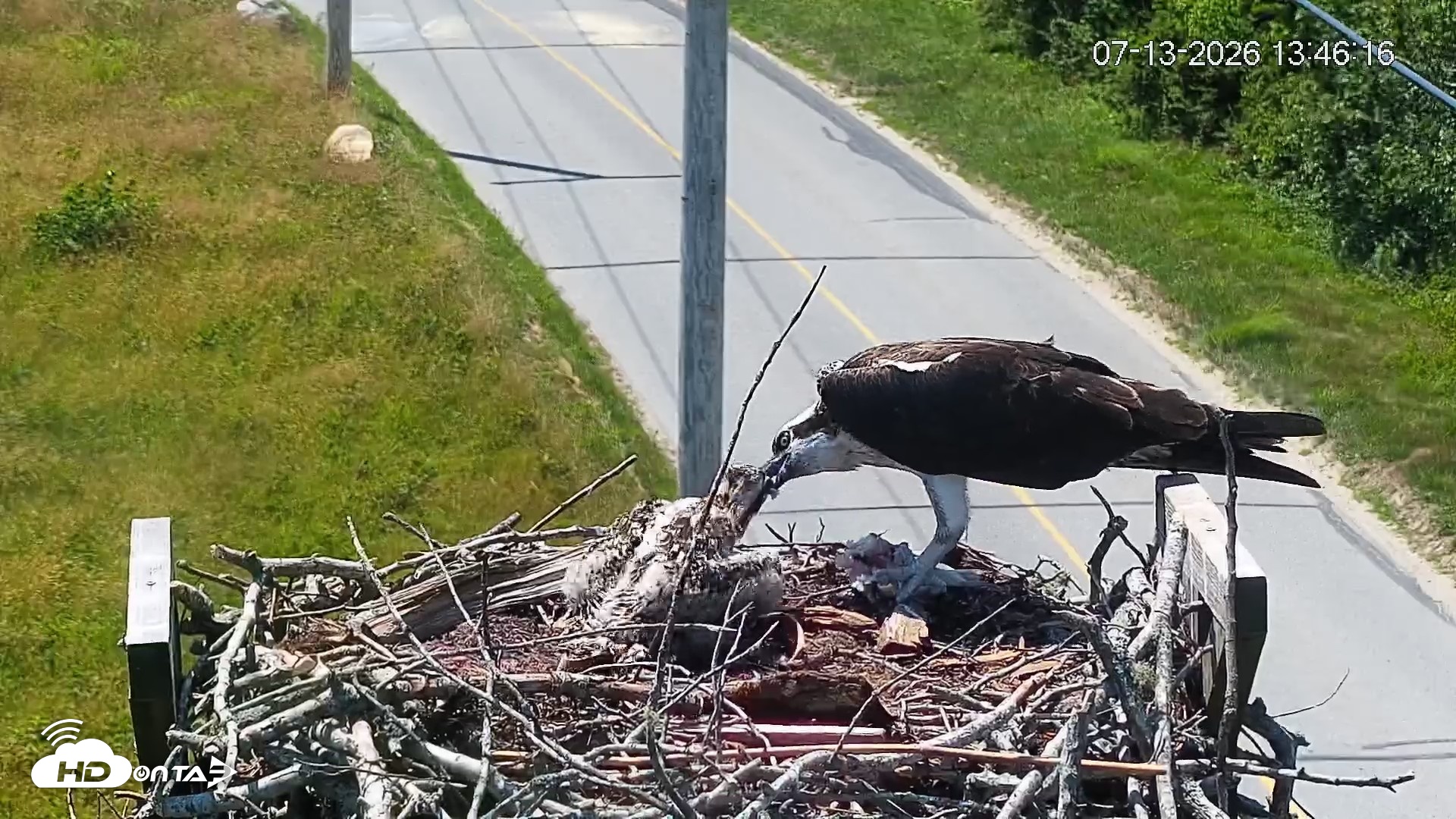 Snapshot of Fishers Island Middle Farms Ospreys Live Webcam taken Jul 13, 2026, 1:47pm EDT