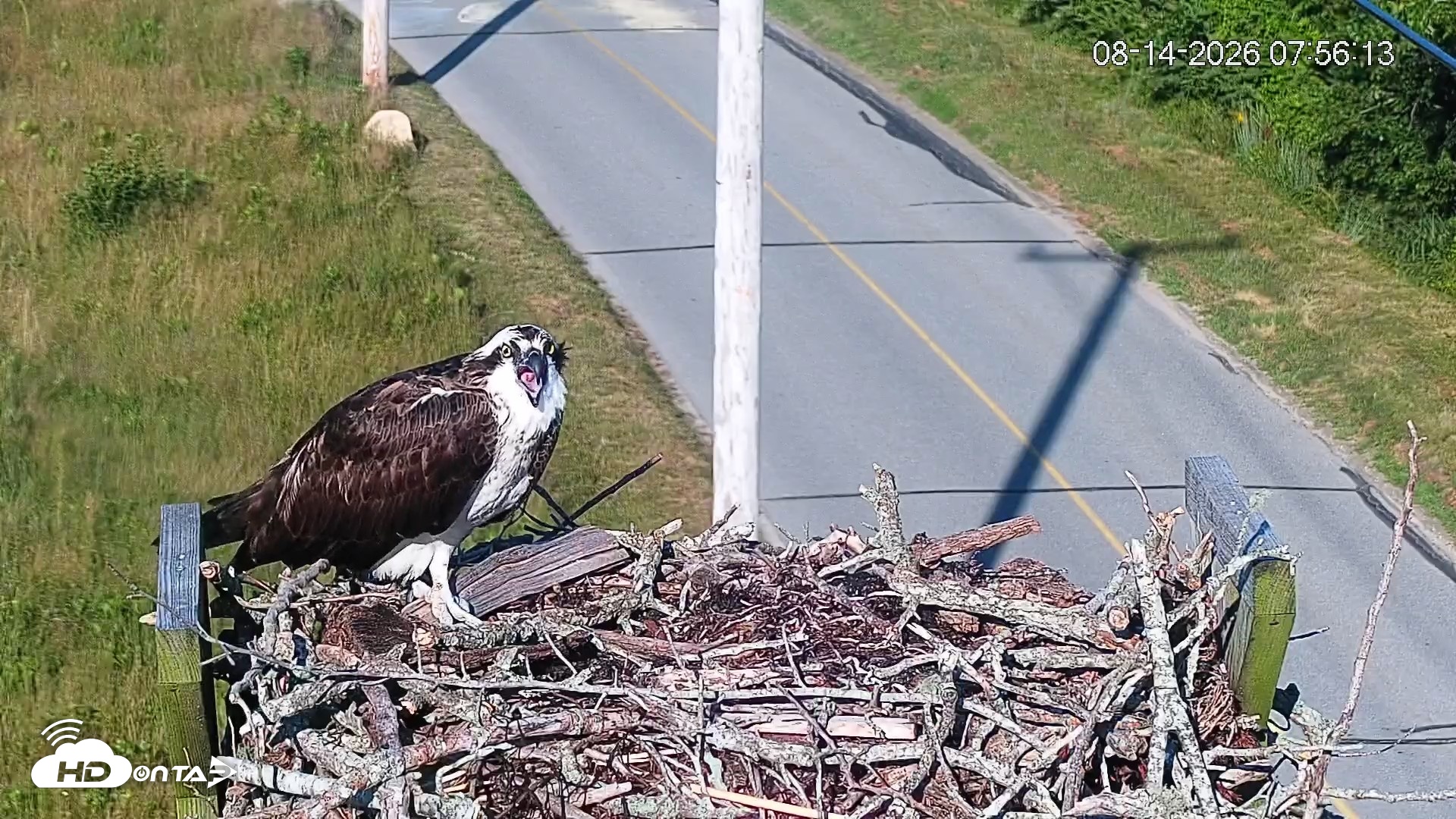Snapshot of Fishers Island Middle Farms Ospreys Live Webcam taken Aug 14, 2026, 7:56am EDT