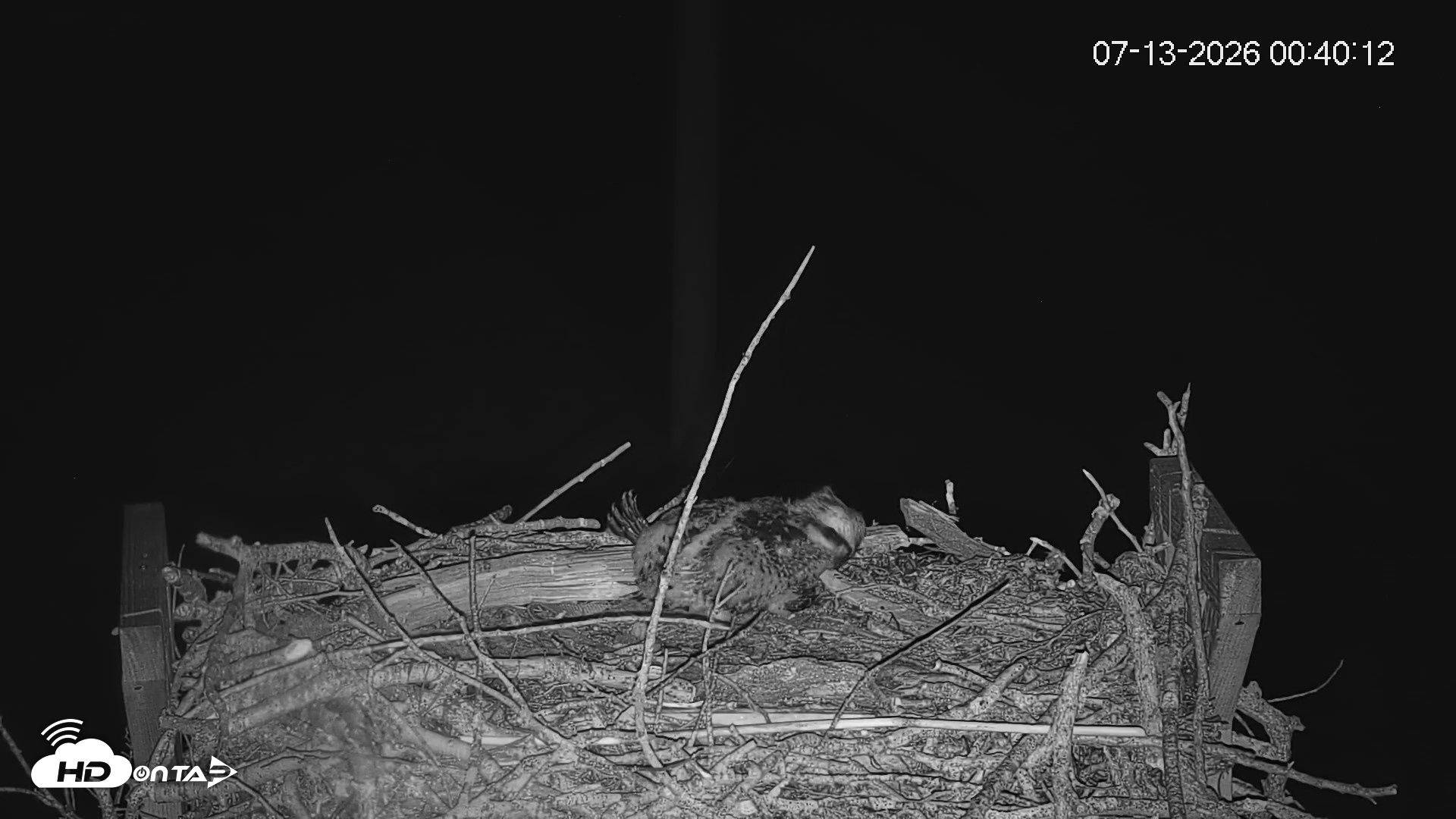 Snapshot of Fishers Island Middle Farms Ospreys Live Webcam taken Jul 13, 2026, 12:41am EDT