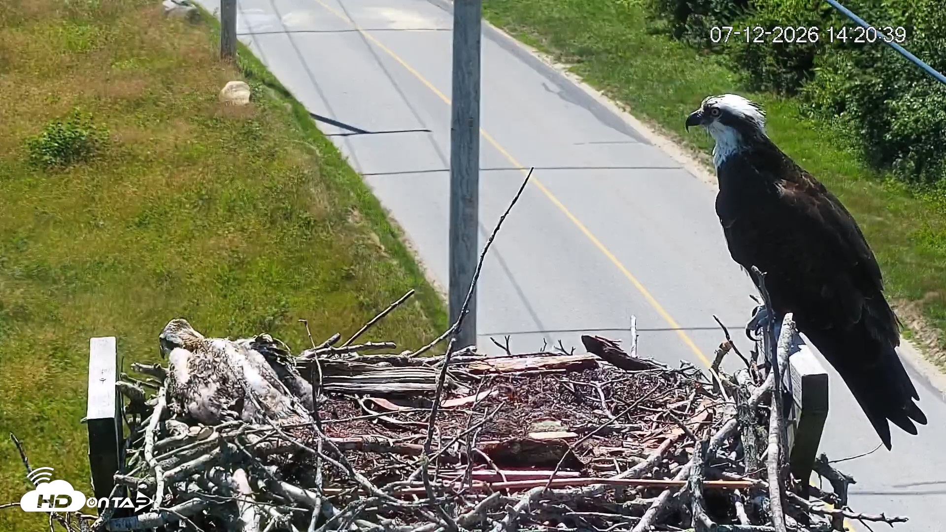 Snapshot of Fishers Island Middle Farms Ospreys Live Webcam taken Jul 12, 2026, 2:21pm EDT