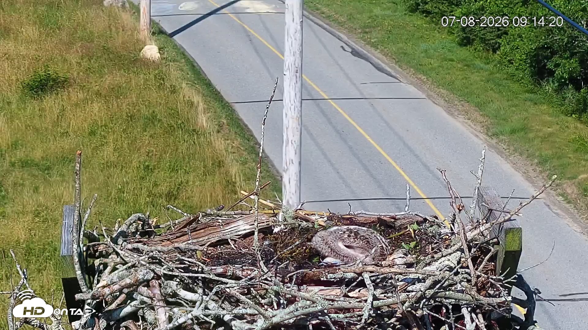 Snapshot of Fishers Island Middle Farms Ospreys Live Webcam taken Jul 8, 2026, 9:15am EDT