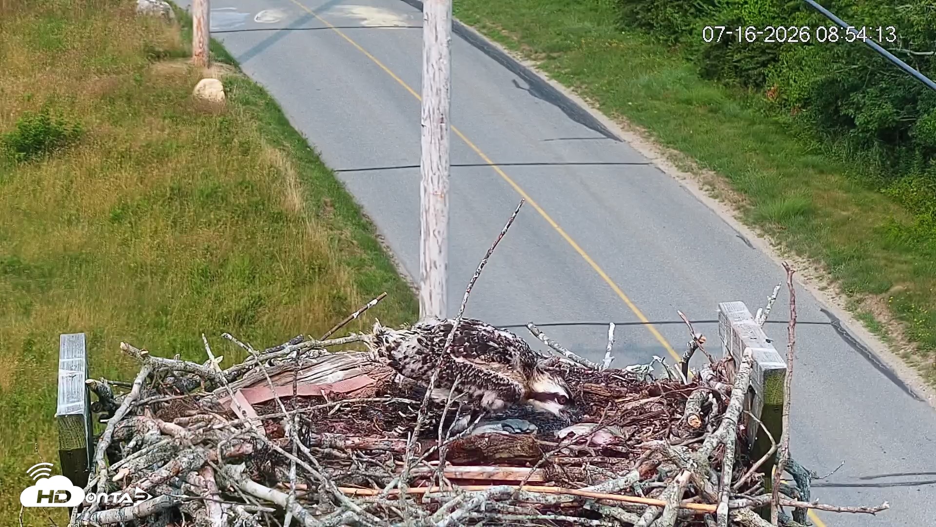 Snapshot of Fishers Island Middle Farms Ospreys Live Webcam taken Jul 16, 2026, 8:55am EDT