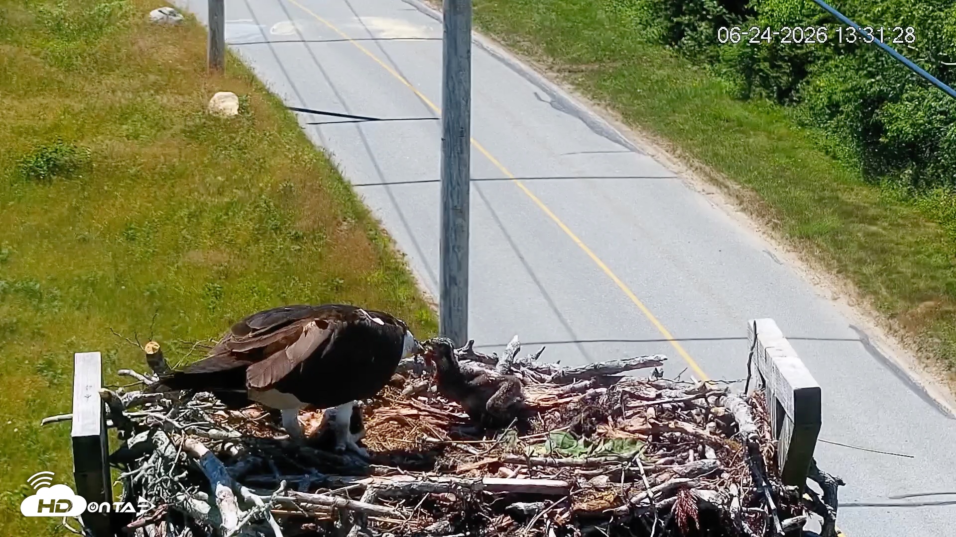 Snapshot of Fishers Island Middle Farms Ospreys Live Webcam taken Jun 24, 2026, 1:32pm EDT