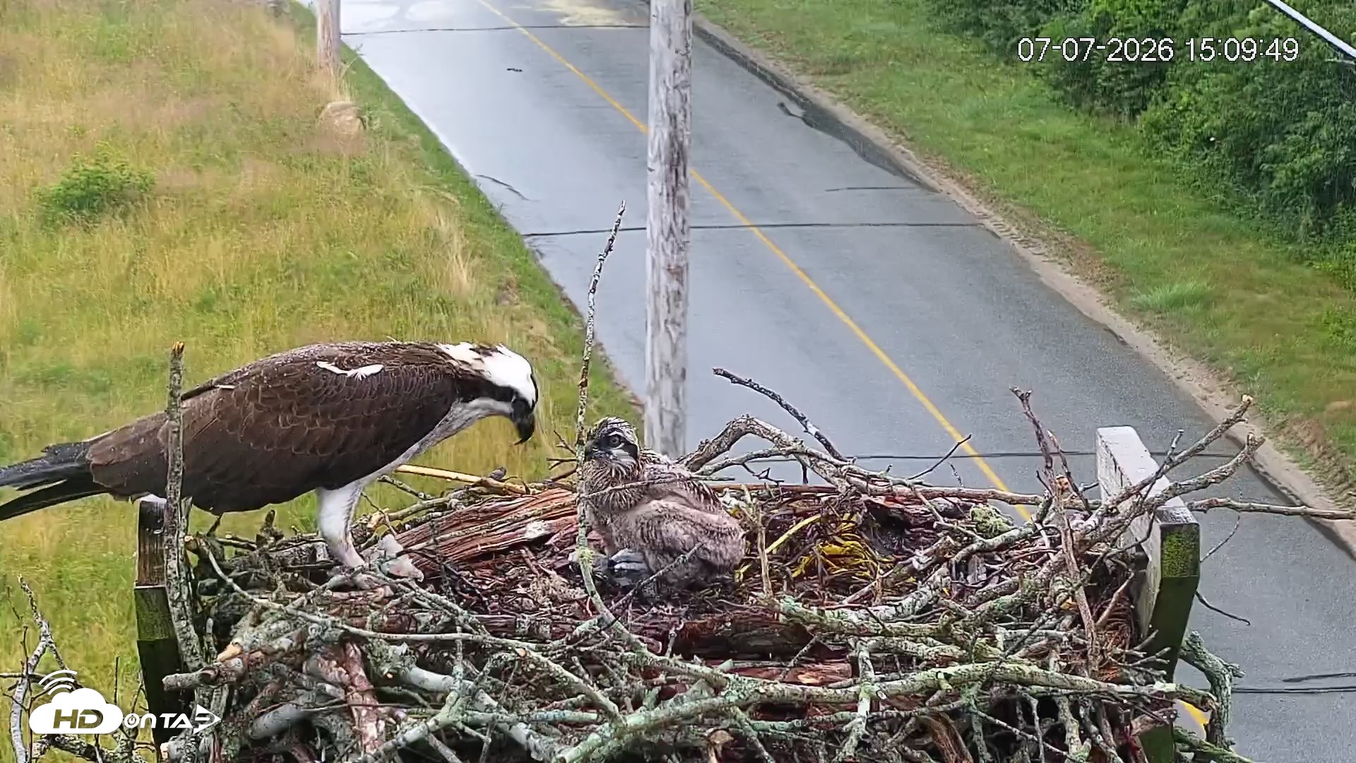 Snapshot of Fishers Island Middle Farms Ospreys Live Webcam taken Jul 7, 2026, 3:10pm EDT