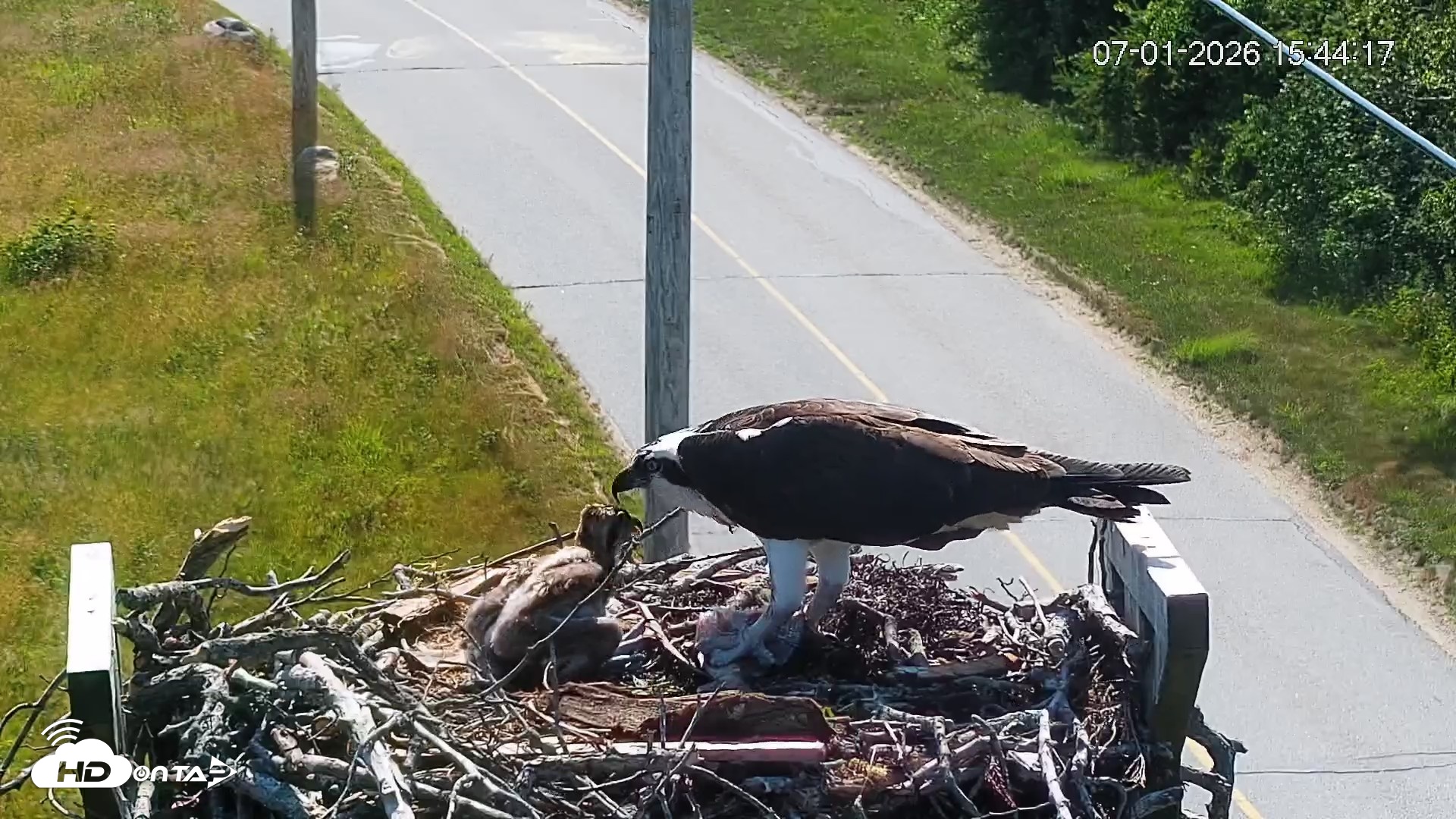 Snapshot of Fishers Island Middle Farms Ospreys Live Webcam taken Jul 1, 2026, 3:44pm EDT