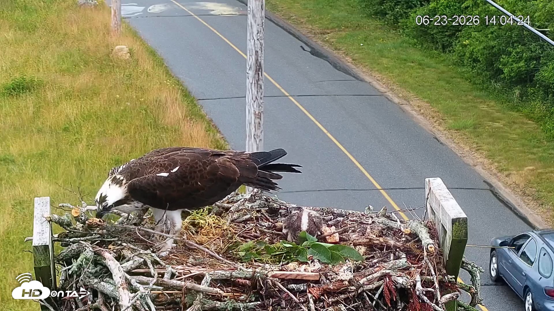 Snapshot of Fishers Island Middle Farms Ospreys Live Webcam taken Jun 23, 2026, 2:05pm EDT