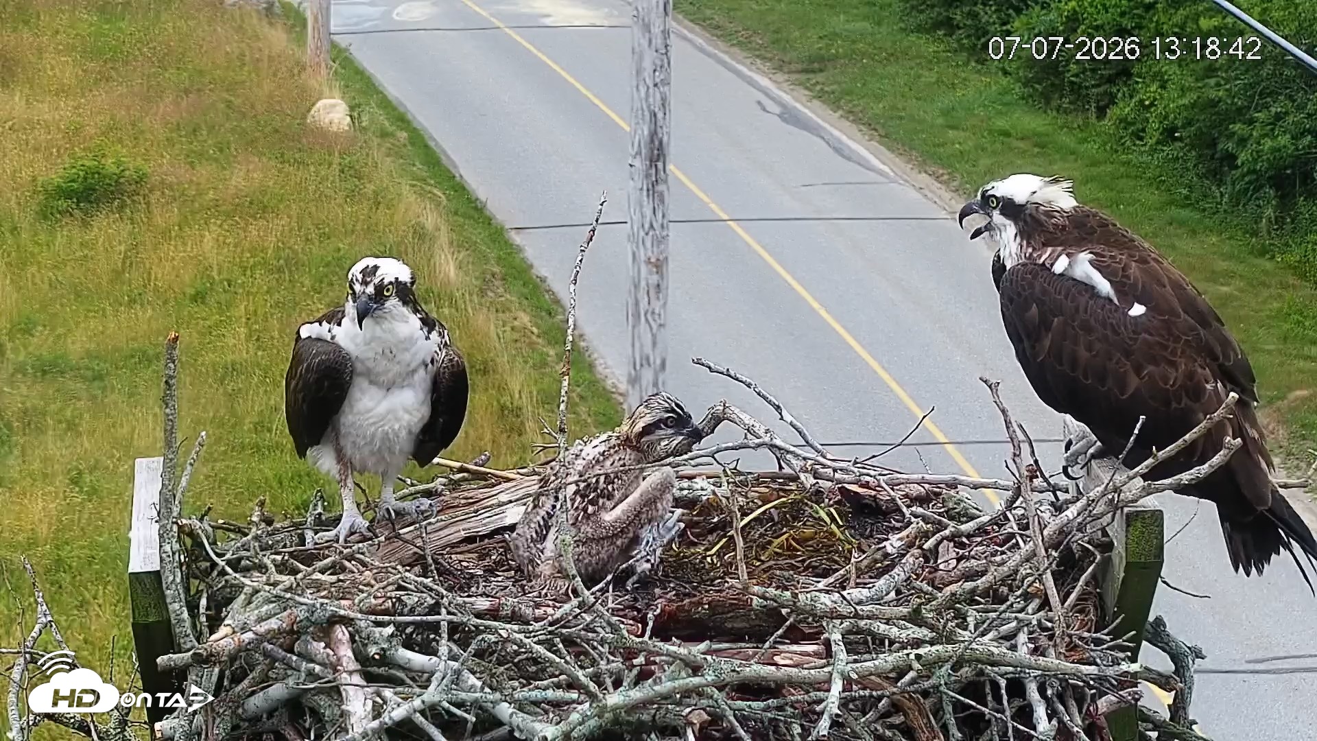 Snapshot of Fishers Island Middle Farms Ospreys Live Webcam taken Jul 7, 2026, 1:19pm EDT