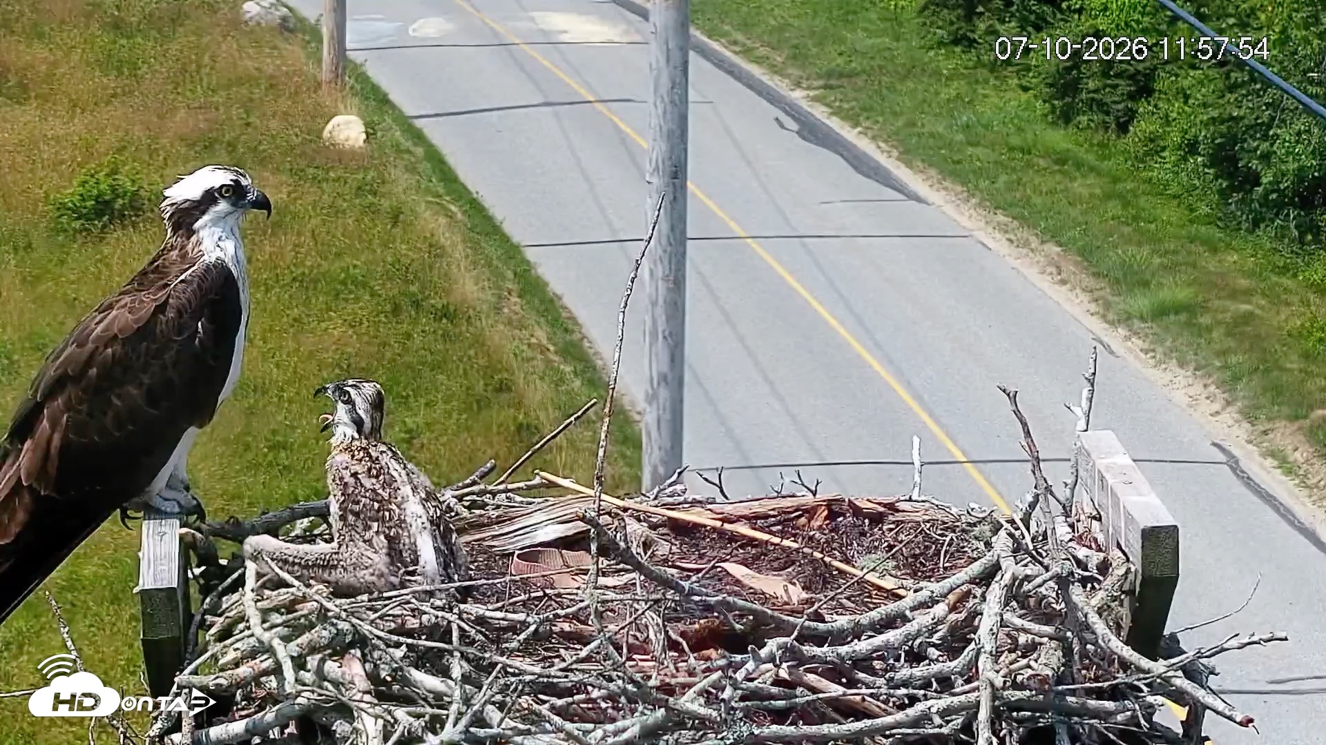 Snapshot of Fishers Island Middle Farms Ospreys Live Webcam taken Jul 10, 2026, 11:58am EDT