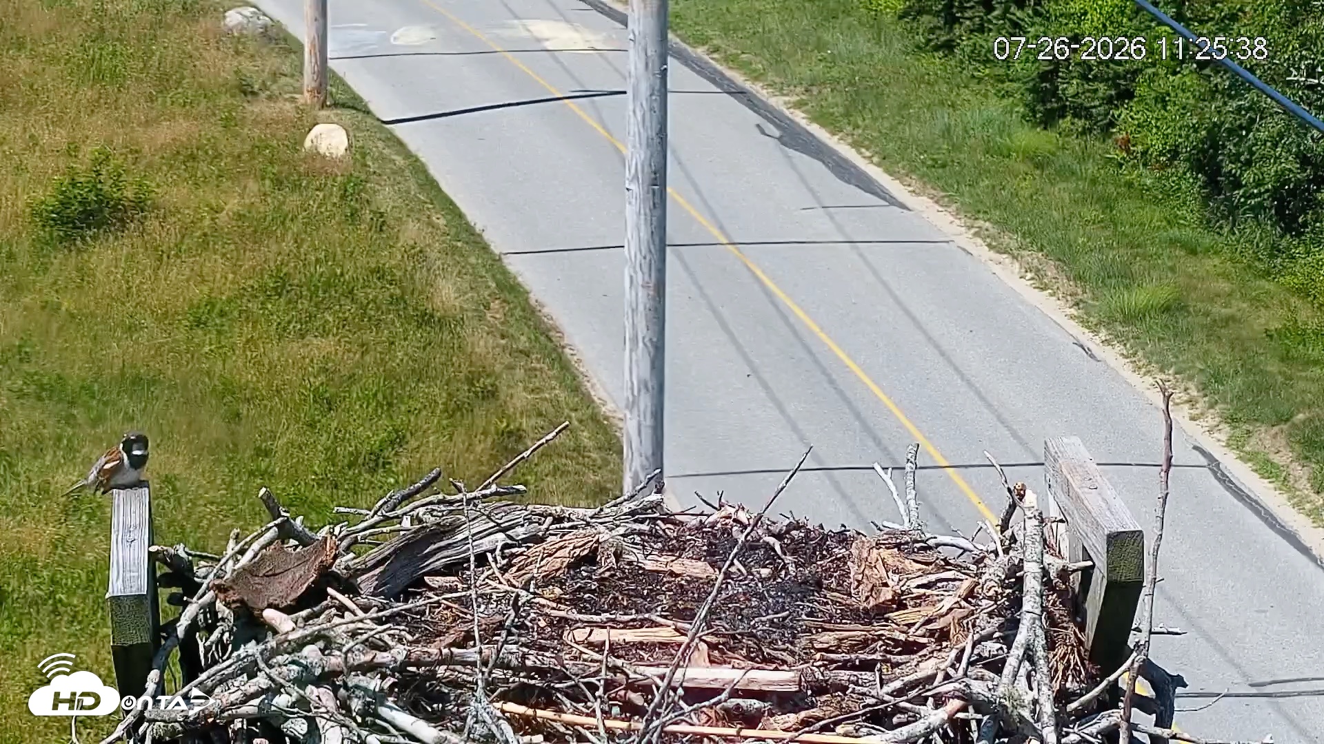 Snapshot of Fishers Island Middle Farms Ospreys Live Webcam taken Jul 26, 2026, 11:26am EDT