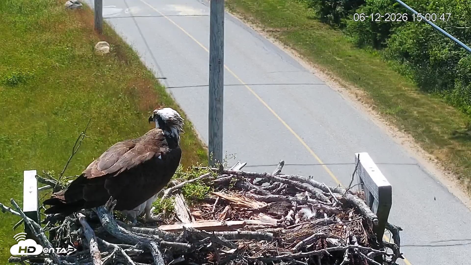 Snapshot of Fishers Island Middle Farms Ospreys Live Webcam taken Jun 12, 2026, 3:01pm EDT