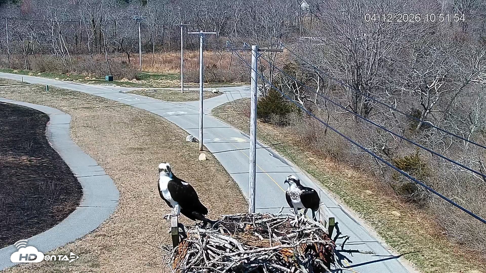 Snapshot of Fishers Island Middle Farms Ospreys Live Webcam taken Apr 12, 2026, 7:32pm EDT