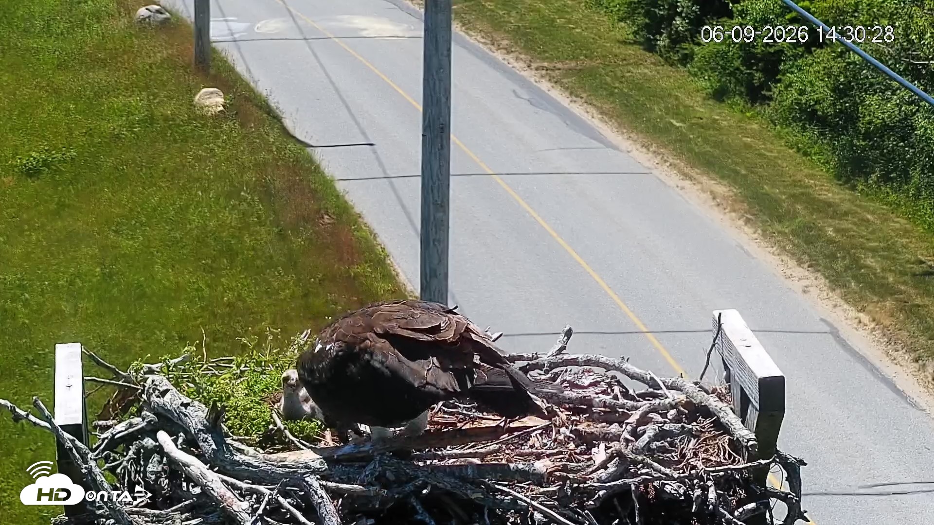 Snapshot of Fishers Island Middle Farms Ospreys Live Webcam taken Jun 9, 2026, 2:31pm EDT