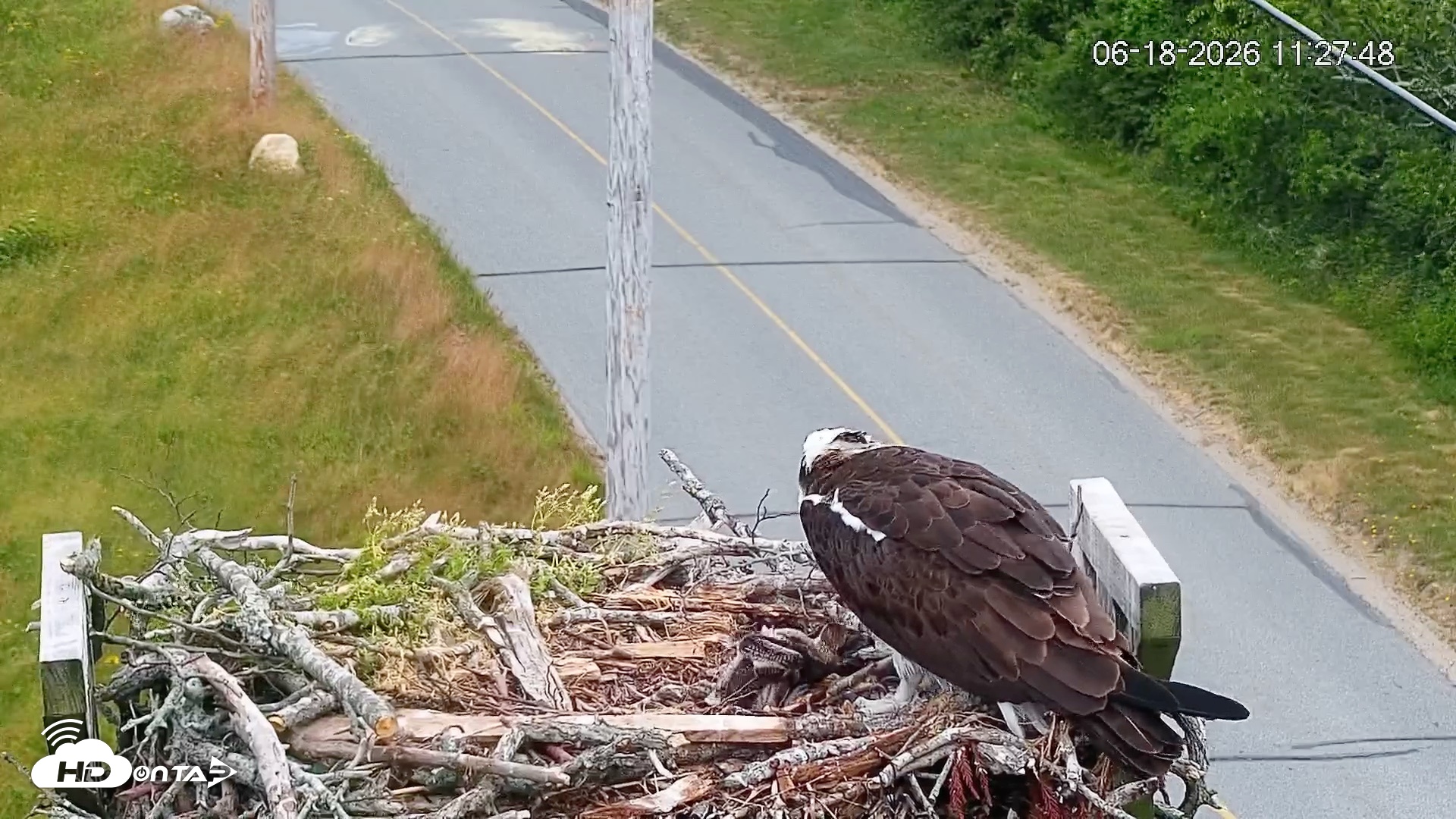 Snapshot of Fishers Island Middle Farms Ospreys Live Webcam taken Jun 18, 2026, 11:28am EDT