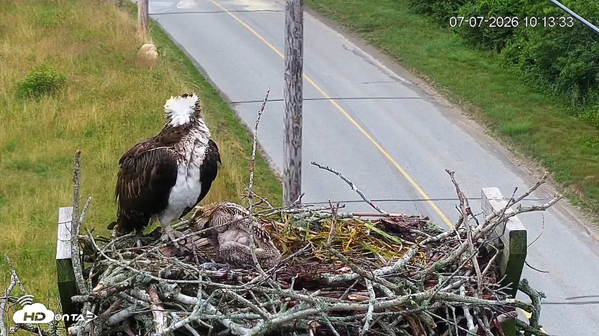 Snapshot of Fishers Island Middle Farms Ospreys Live Webcam taken Jul 7, 2026, 10:15am EDT