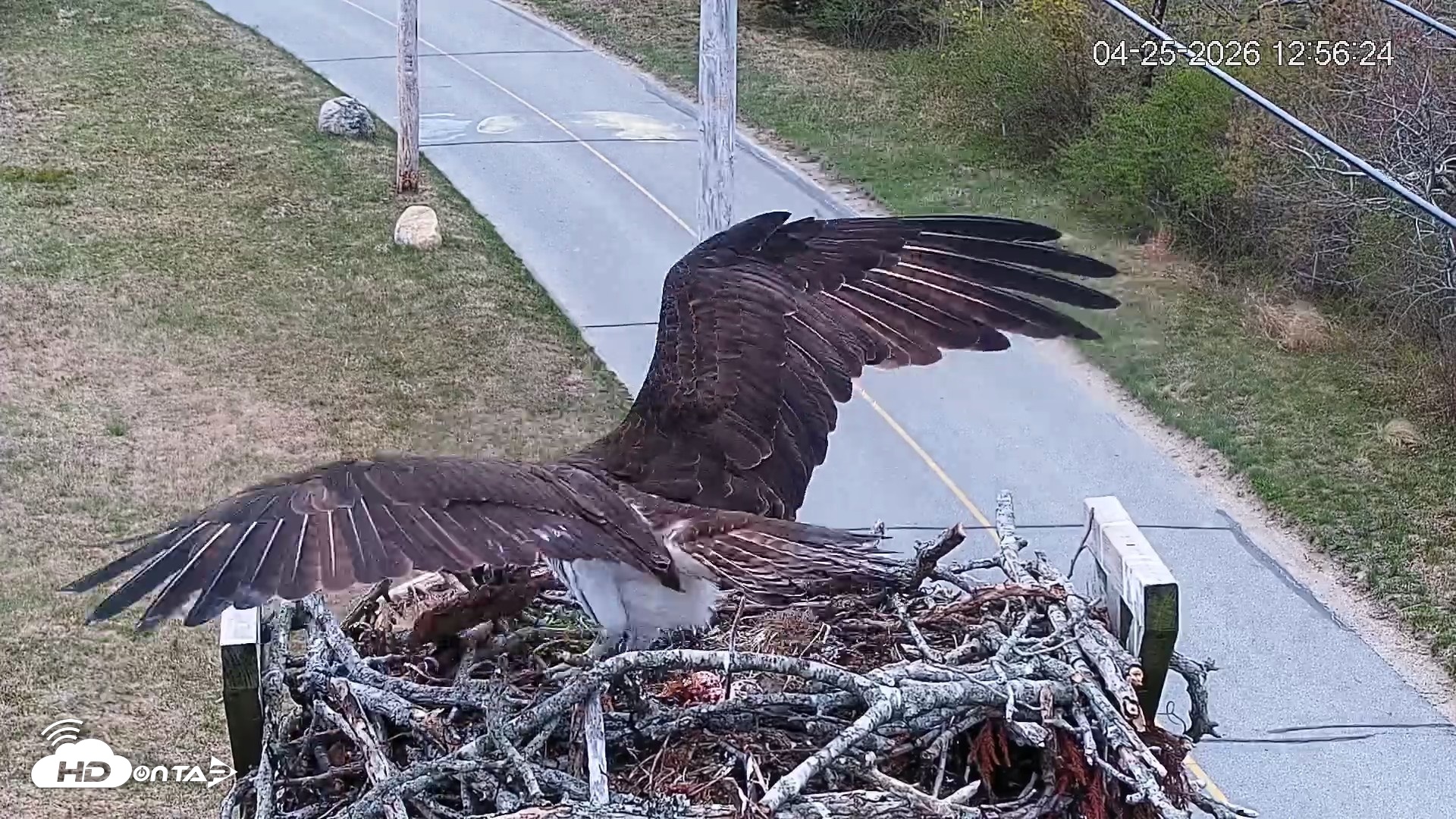 Snapshot of Fishers Island Middle Farms Ospreys Live Webcam taken Apr 25, 2026, 1:00pm EDT