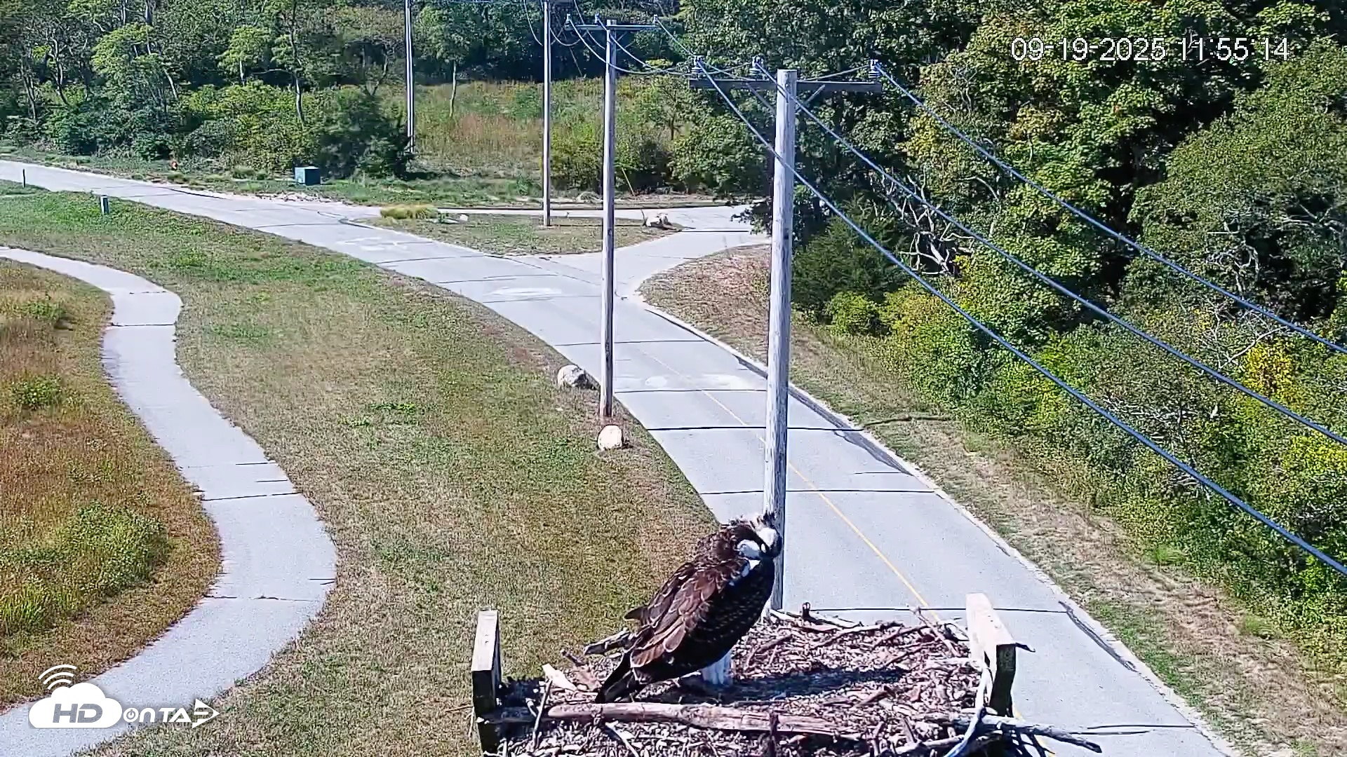Snapshot of Fishers Island Middle Farms Ospreys Live Webcam taken Sep 19, 2025, 11:56am EDT