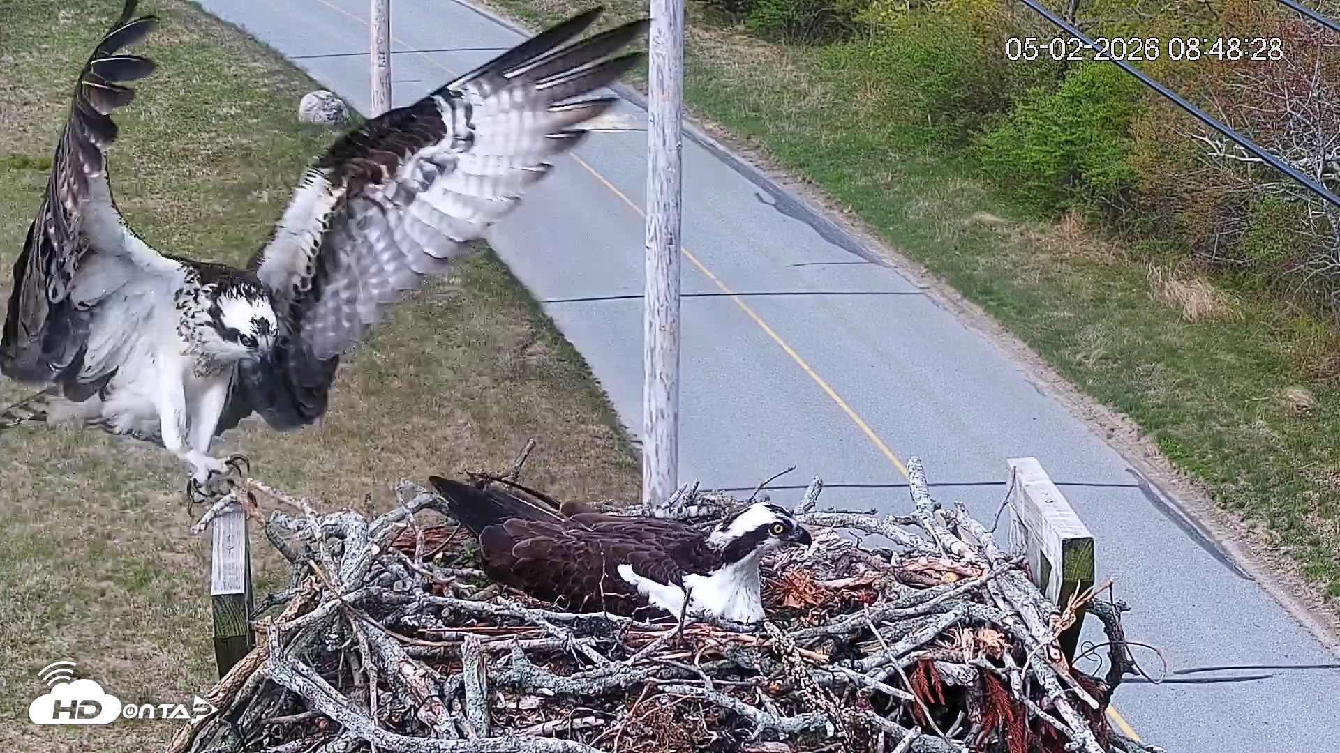 Snapshot of Fishers Island Middle Farms Ospreys Live Webcam taken May 2, 2026, 9:08am EDT