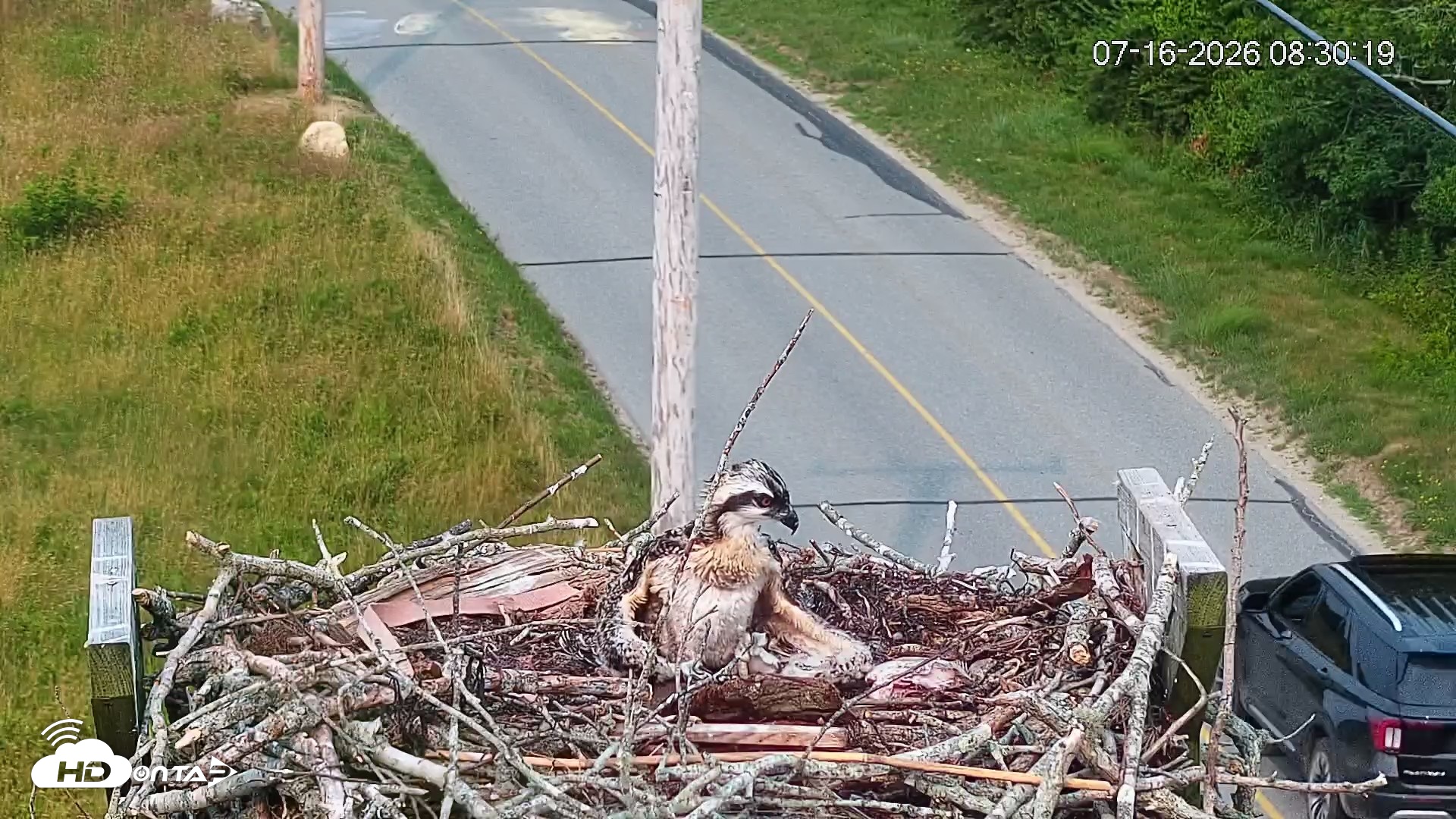 Snapshot of Fishers Island Middle Farms Ospreys Live Webcam taken Jul 16, 2026, 8:31am EDT