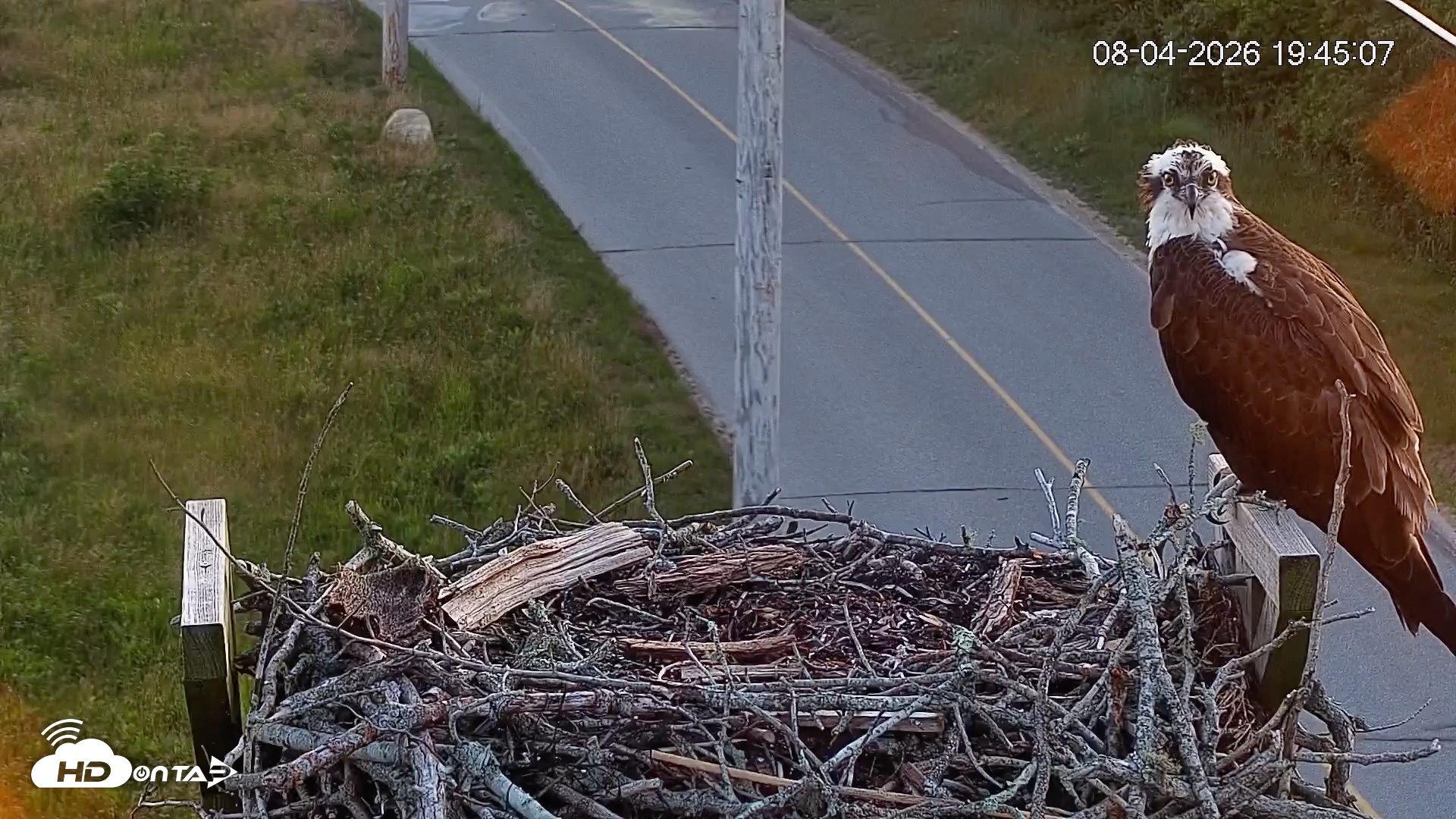 Snapshot of Fishers Island Middle Farms Ospreys Live Webcam taken Aug 4, 2026, 7:45pm EDT