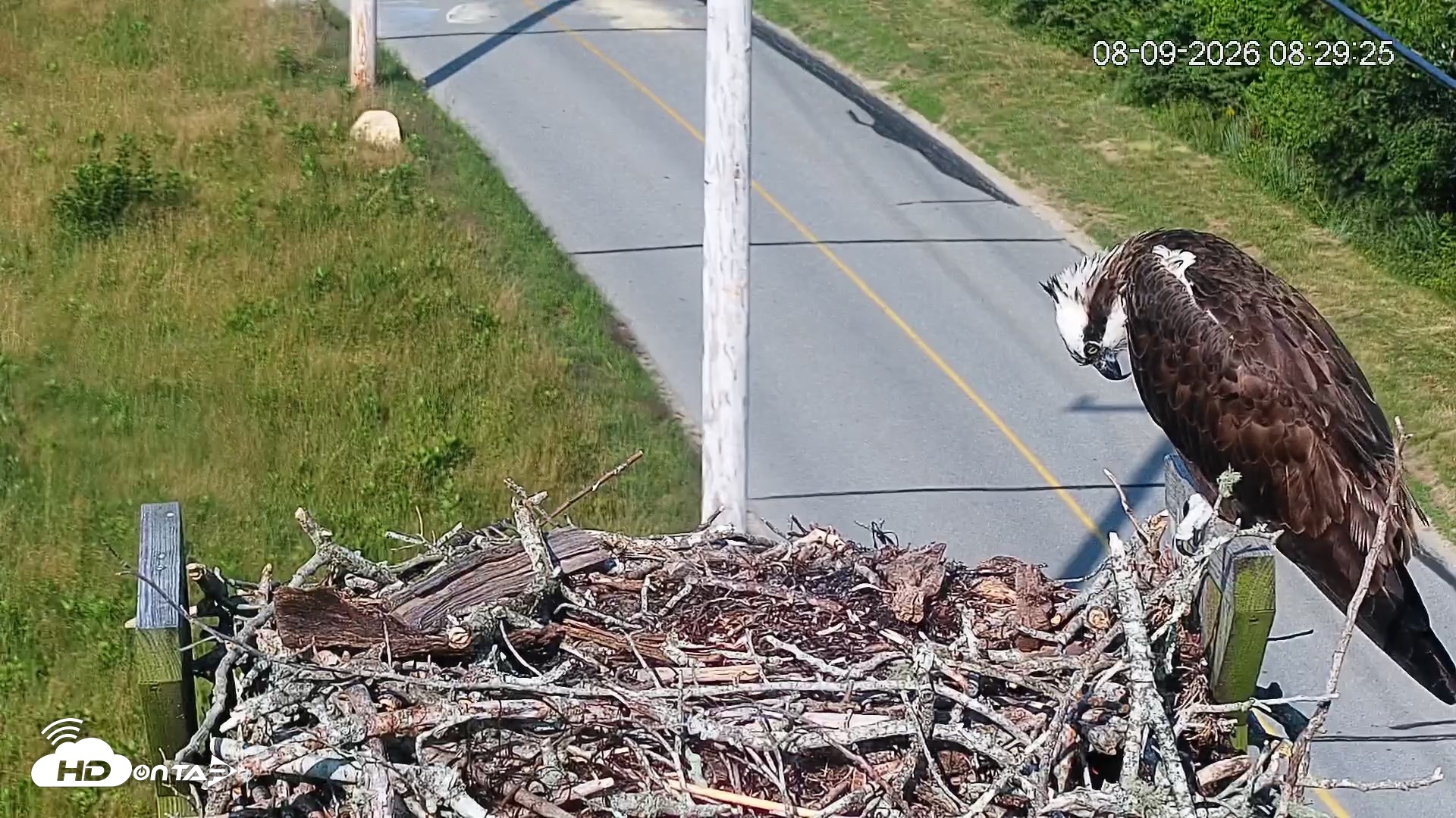 Snapshot of Fishers Island Middle Farms Ospreys Live Webcam taken Aug 9, 2026, 8:30am EDT