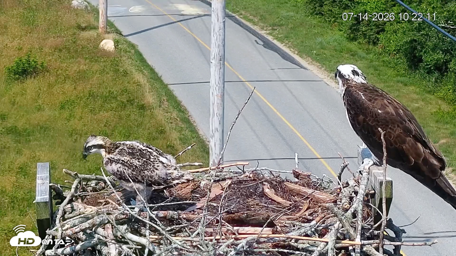 Snapshot of Fishers Island Middle Farms Ospreys Live Webcam taken Jul 14, 2026, 10:22am EDT