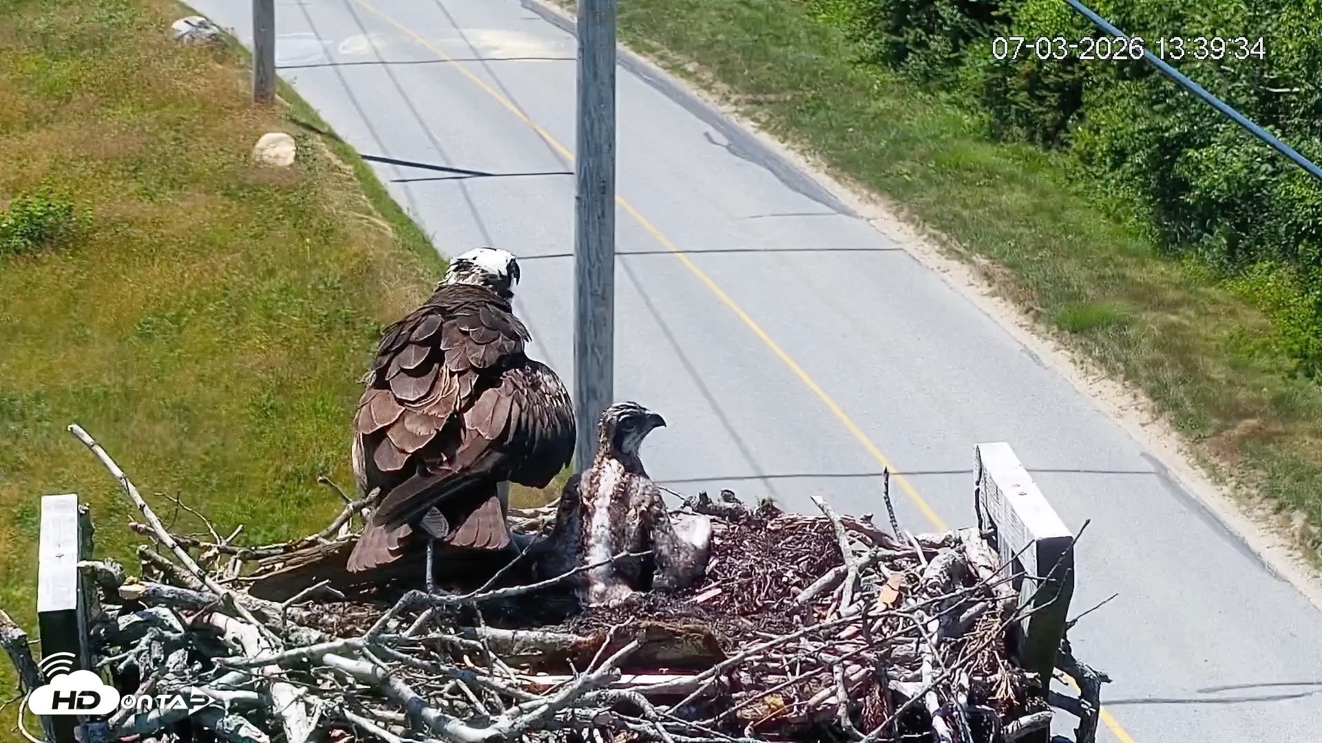 Snapshot of Fishers Island Middle Farms Ospreys Live Webcam taken Jul 3, 2026, 1:40pm EDT