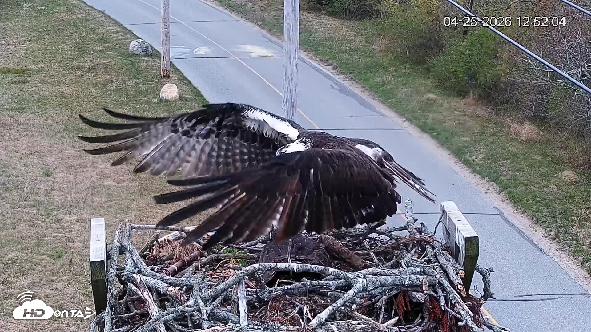 Snapshot of Fishers Island Middle Farms Ospreys Live Webcam taken Apr 25, 2026, 12:53pm EDT