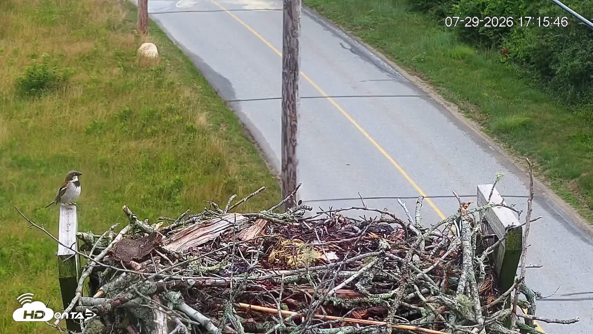 Snapshot of Fishers Island Middle Farms Ospreys Live Webcam taken Jul 29, 2026, 5:16pm EDT