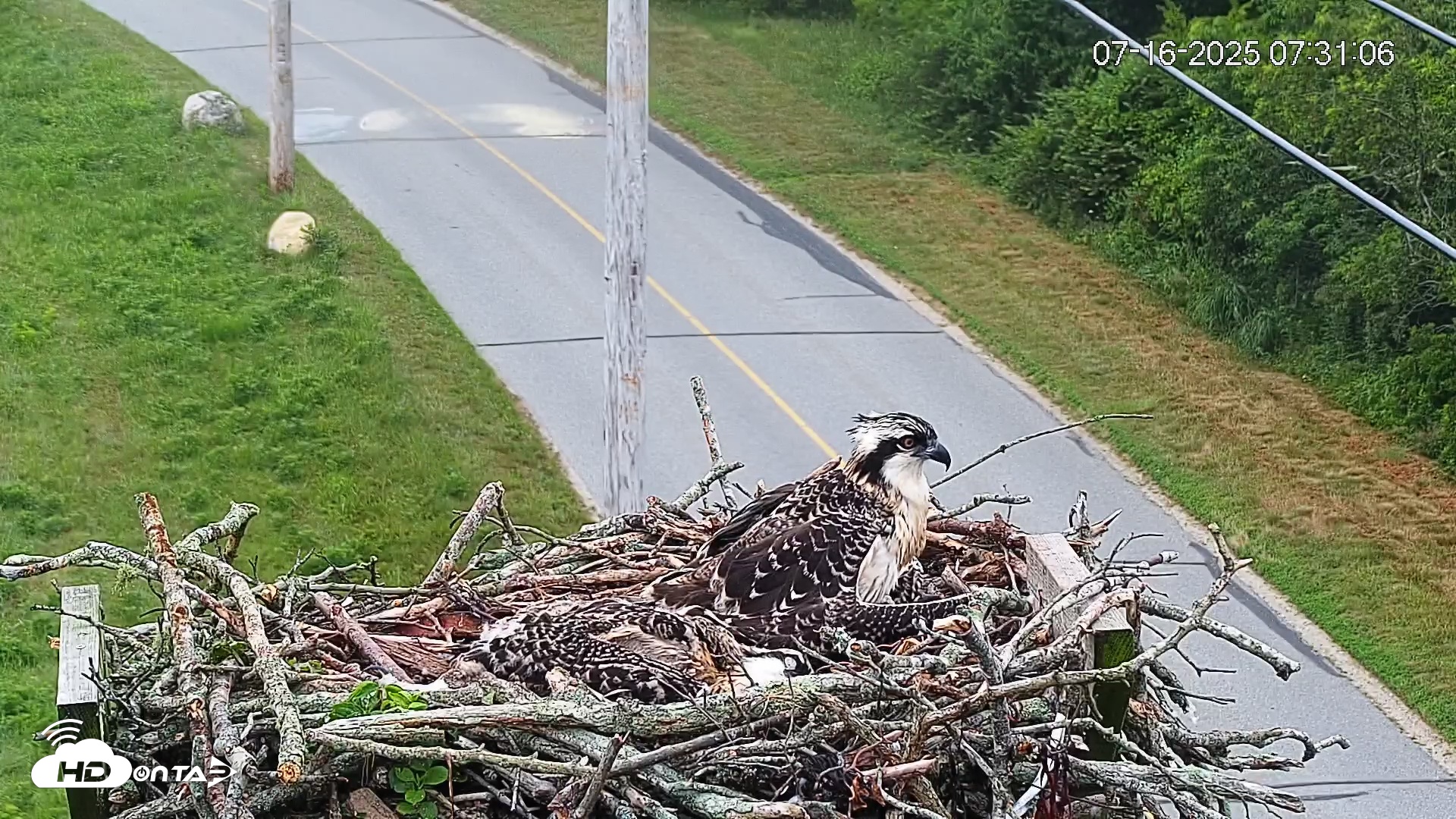 Snapshot of Fishers Island Middle Farms Ospreys Live Webcam taken Jul 16, 2025, 7:36am EDT