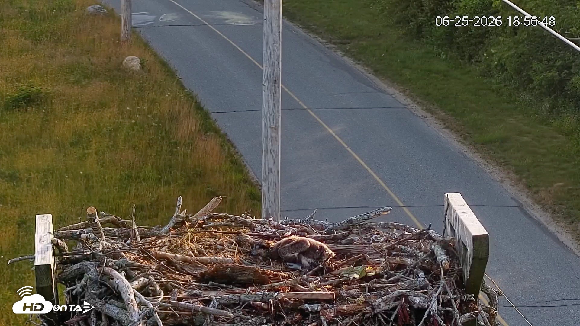 Snapshot of Fishers Island Middle Farms Ospreys Live Webcam taken Jun 25, 2026, 6:57pm EDT