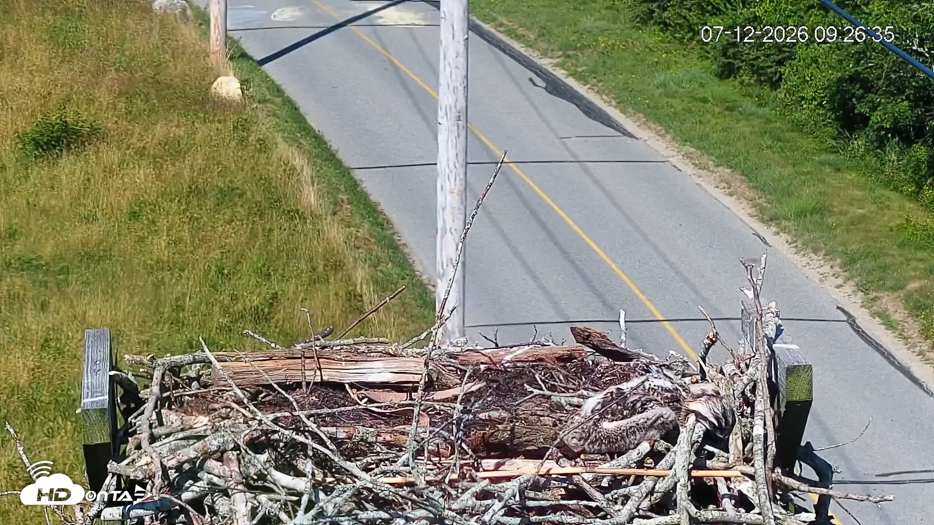Snapshot of Fishers Island Middle Farms Ospreys Live Webcam taken Jul 12, 2026, 9:27am EDT
