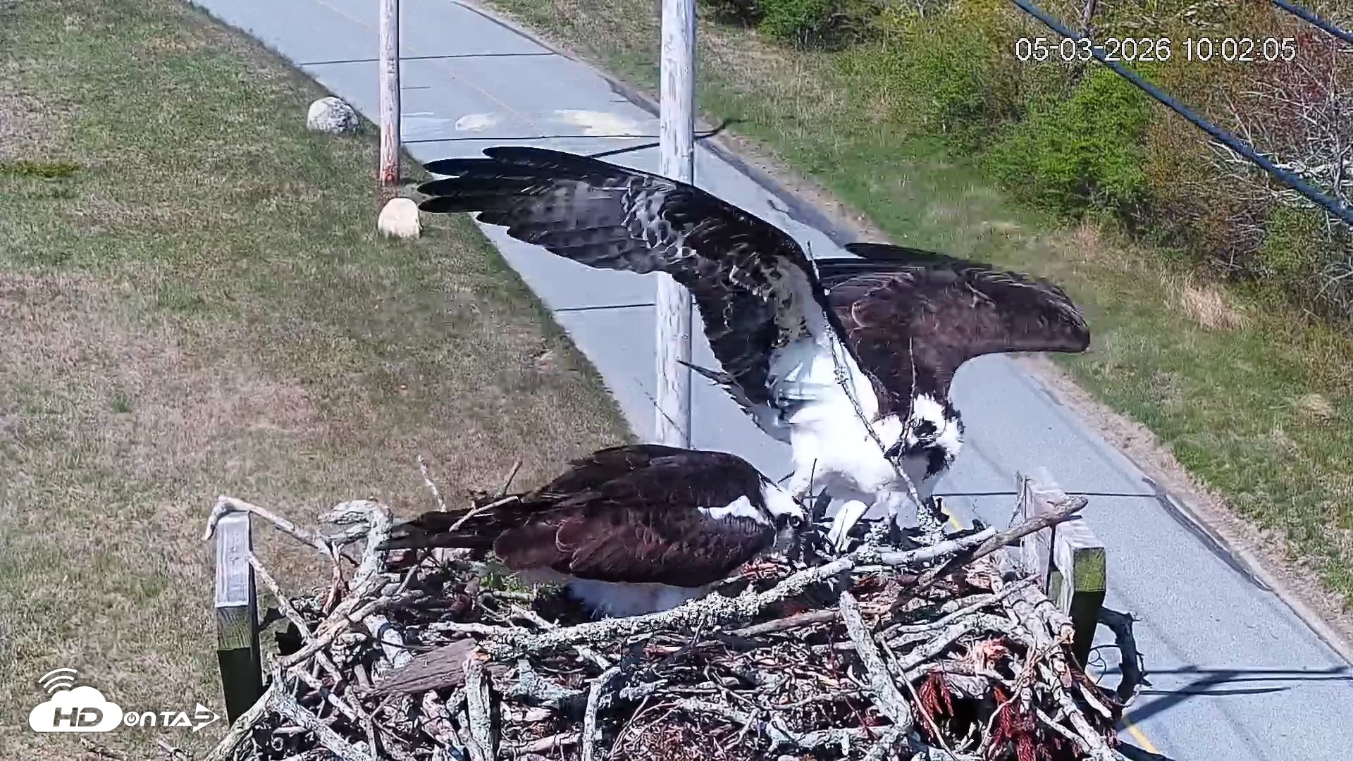 Snapshot of Fishers Island Middle Farms Ospreys Live Webcam taken May 3, 2026, 11:03am EDT