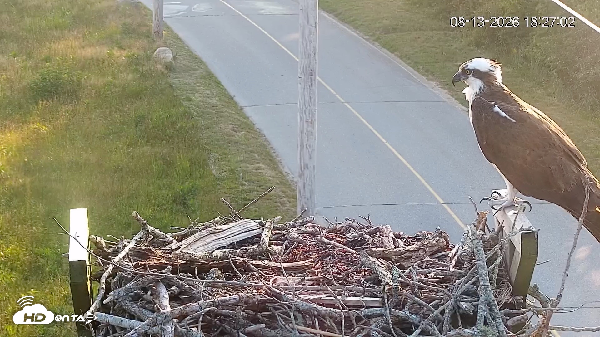 Snapshot of Fishers Island Middle Farms Ospreys Live Webcam taken Aug 13, 2026, 6:27pm EDT