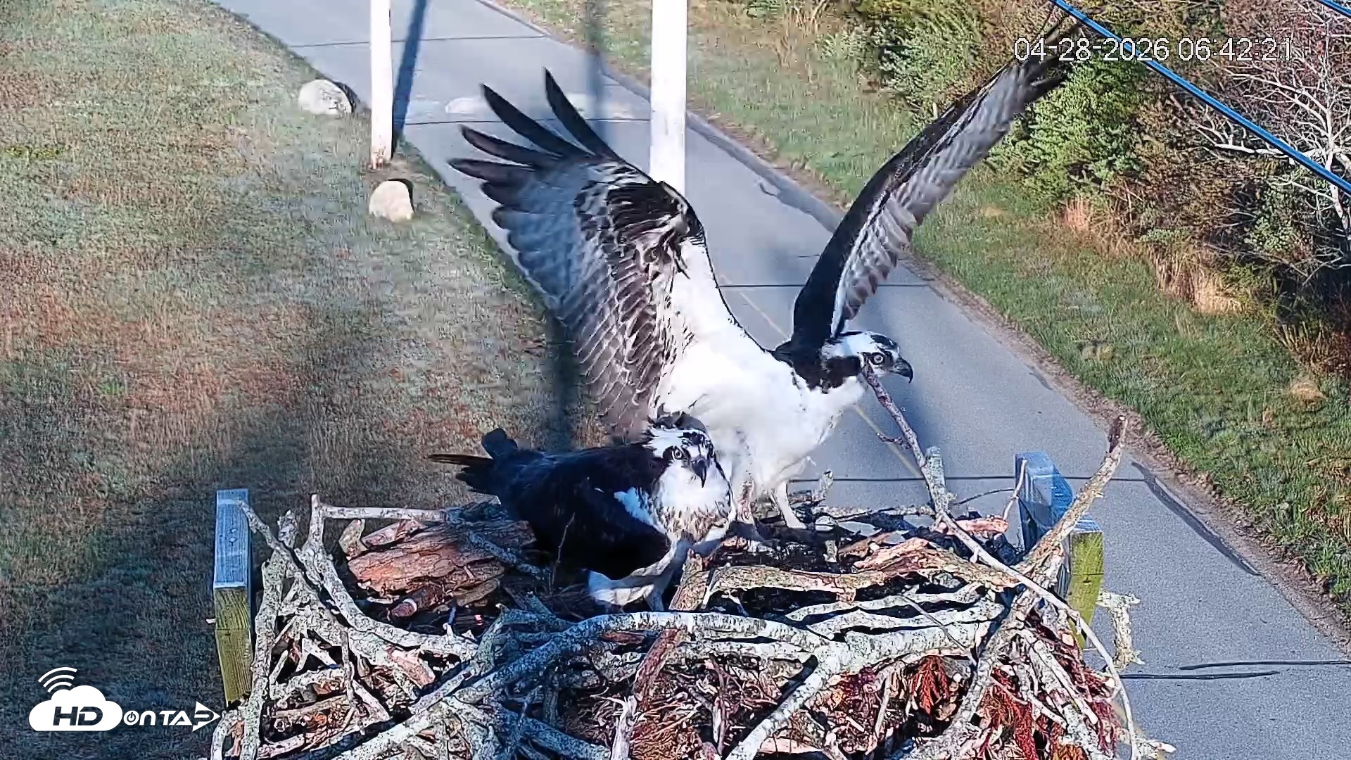 Snapshot of Fishers Island Middle Farms Ospreys Live Webcam taken Apr 28, 2026, 7:52am EDT
