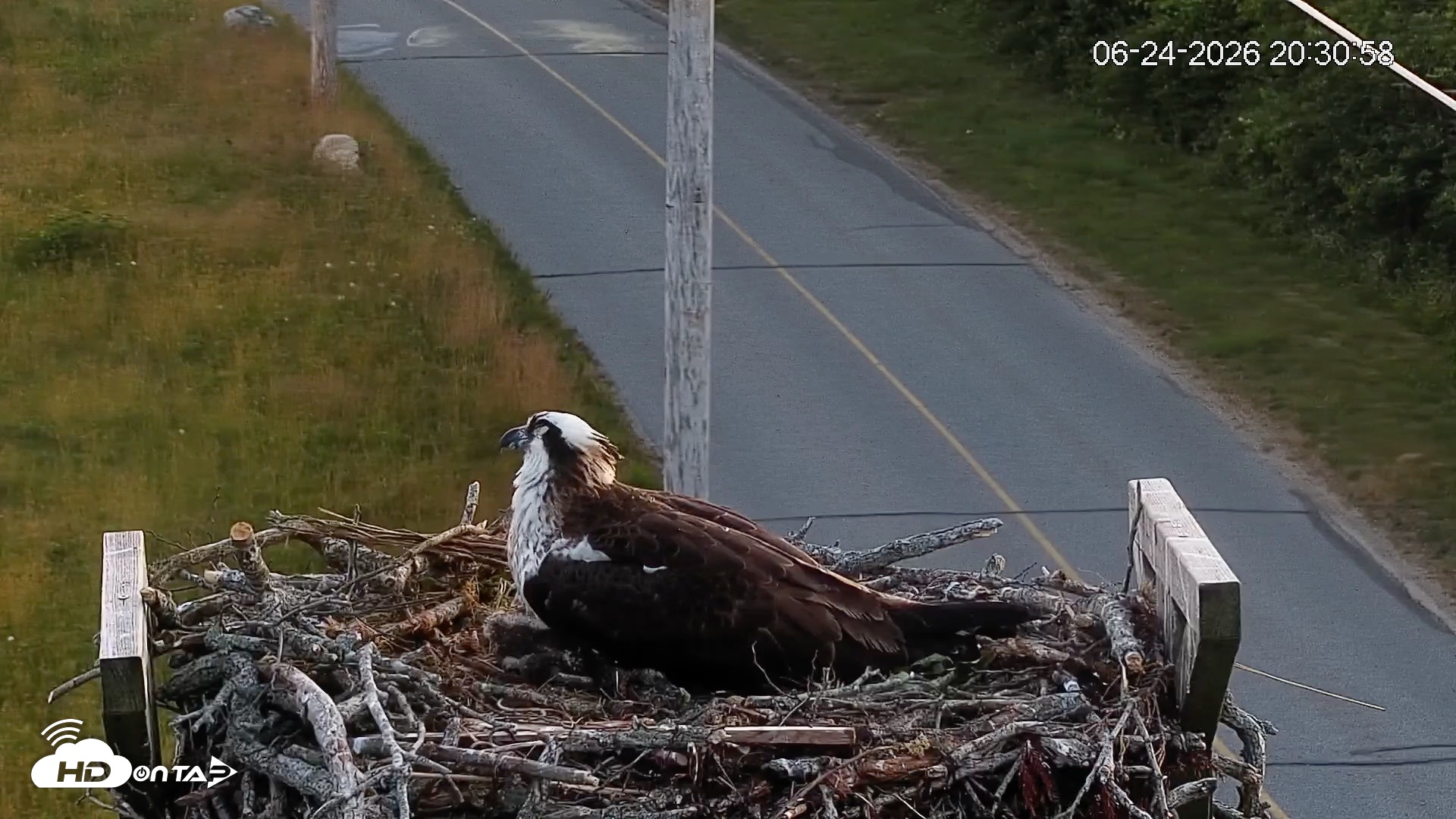 Snapshot of Fishers Island Middle Farms Ospreys Live Webcam taken Jun 24, 2026, 8:31pm EDT