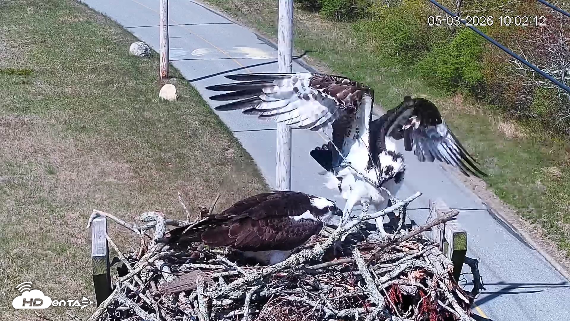 Snapshot of Fishers Island Middle Farms Ospreys Live Webcam taken May 3, 2026, 11:03am EDT