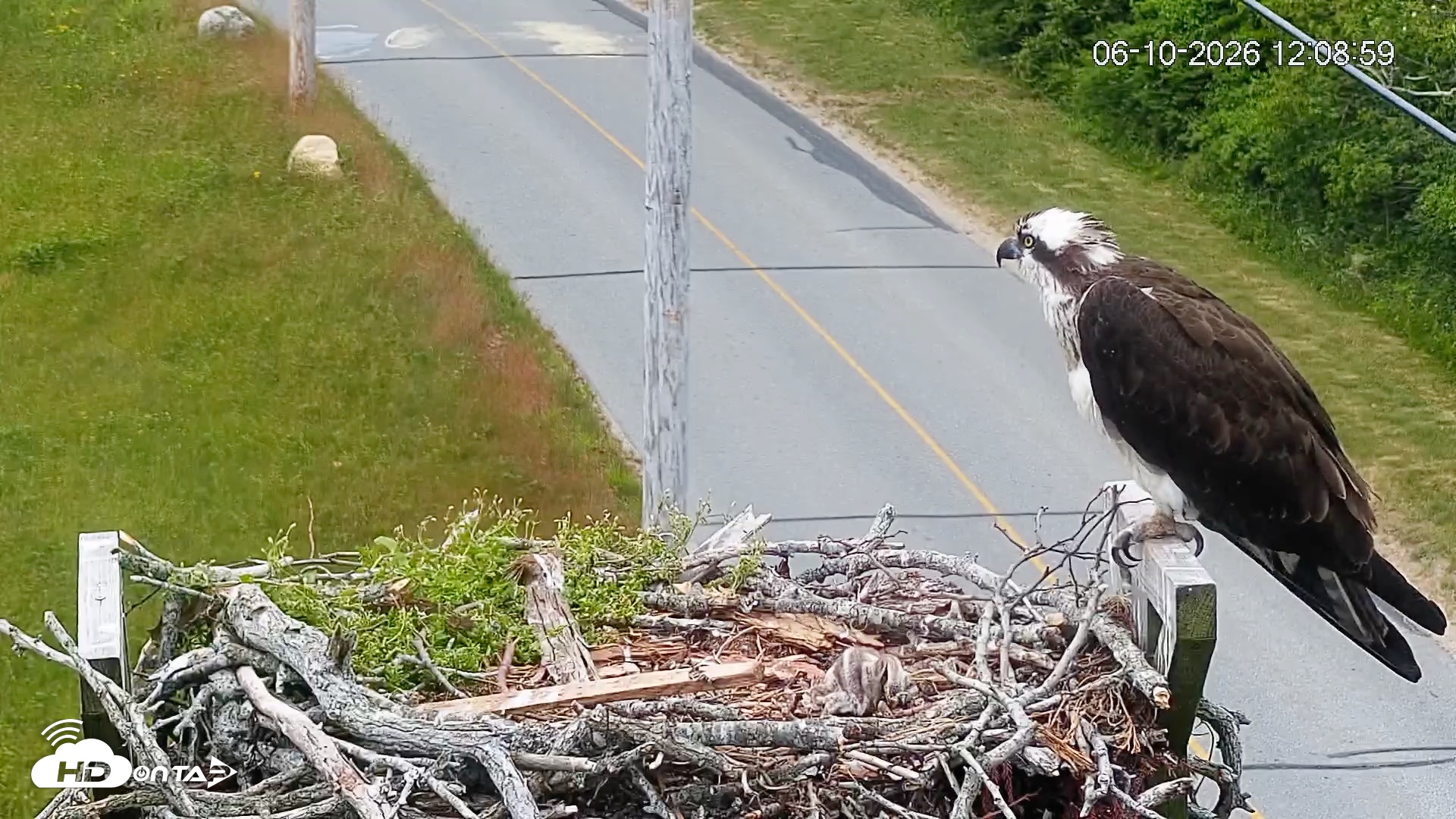 Snapshot of Fishers Island Middle Farms Ospreys Live Webcam taken Jun 10, 2026, 12:09pm EDT