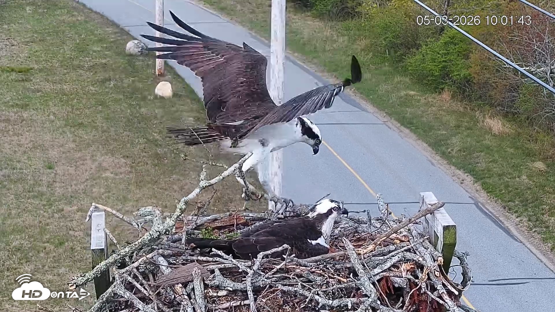 Snapshot of Fishers Island Middle Farms Ospreys Live Webcam taken May 3, 2026, 11:01am EDT