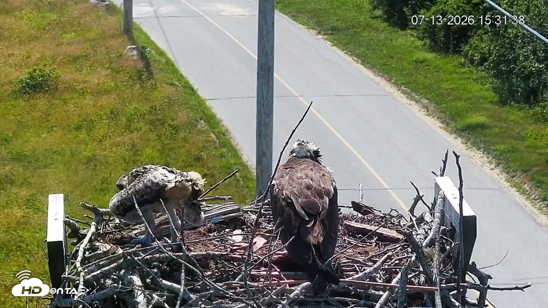 Snapshot of Fishers Island Middle Farms Ospreys Live Webcam taken Jul 13, 2026, 3:32pm EDT