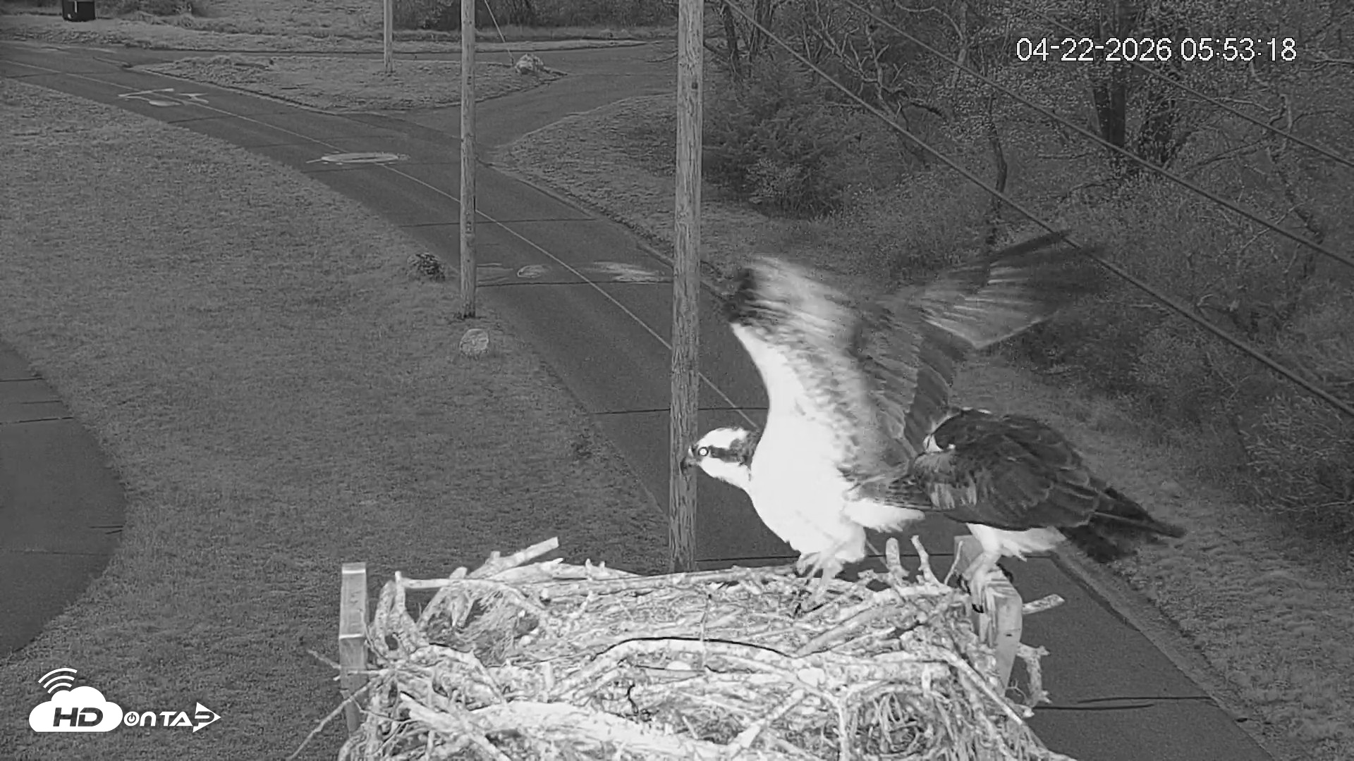 Snapshot of Fishers Island Middle Farms Ospreys Live Webcam taken Apr 22, 2026, 7:23am EDT