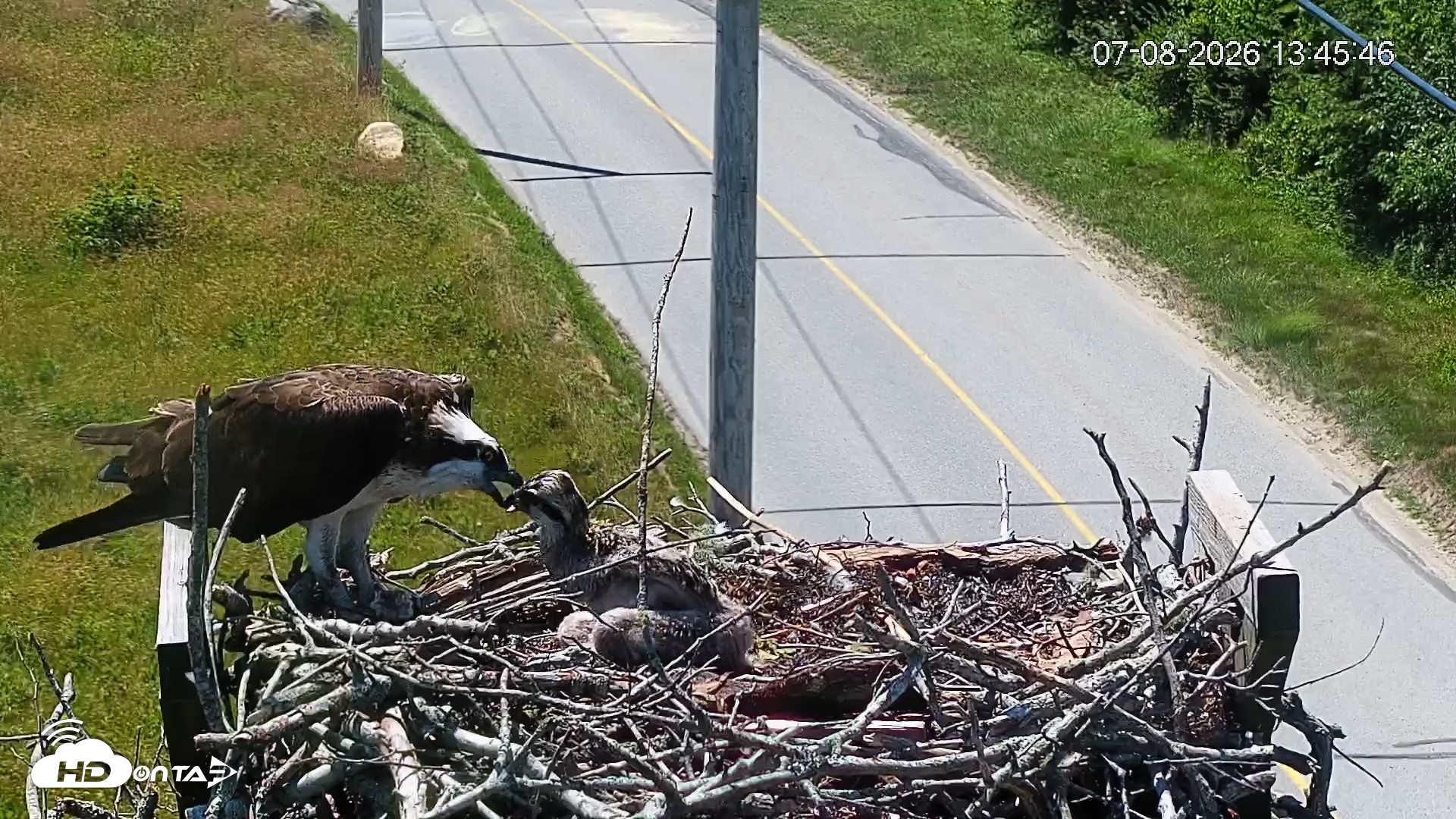 Snapshot of Fishers Island Middle Farms Ospreys Live Webcam taken Jul 8, 2026, 2:07pm EDT