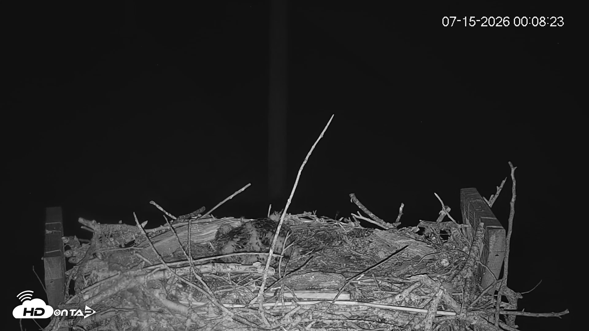 Snapshot of Fishers Island Middle Farms Ospreys Live Webcam taken Jul 15, 2026, 12:09am EDT