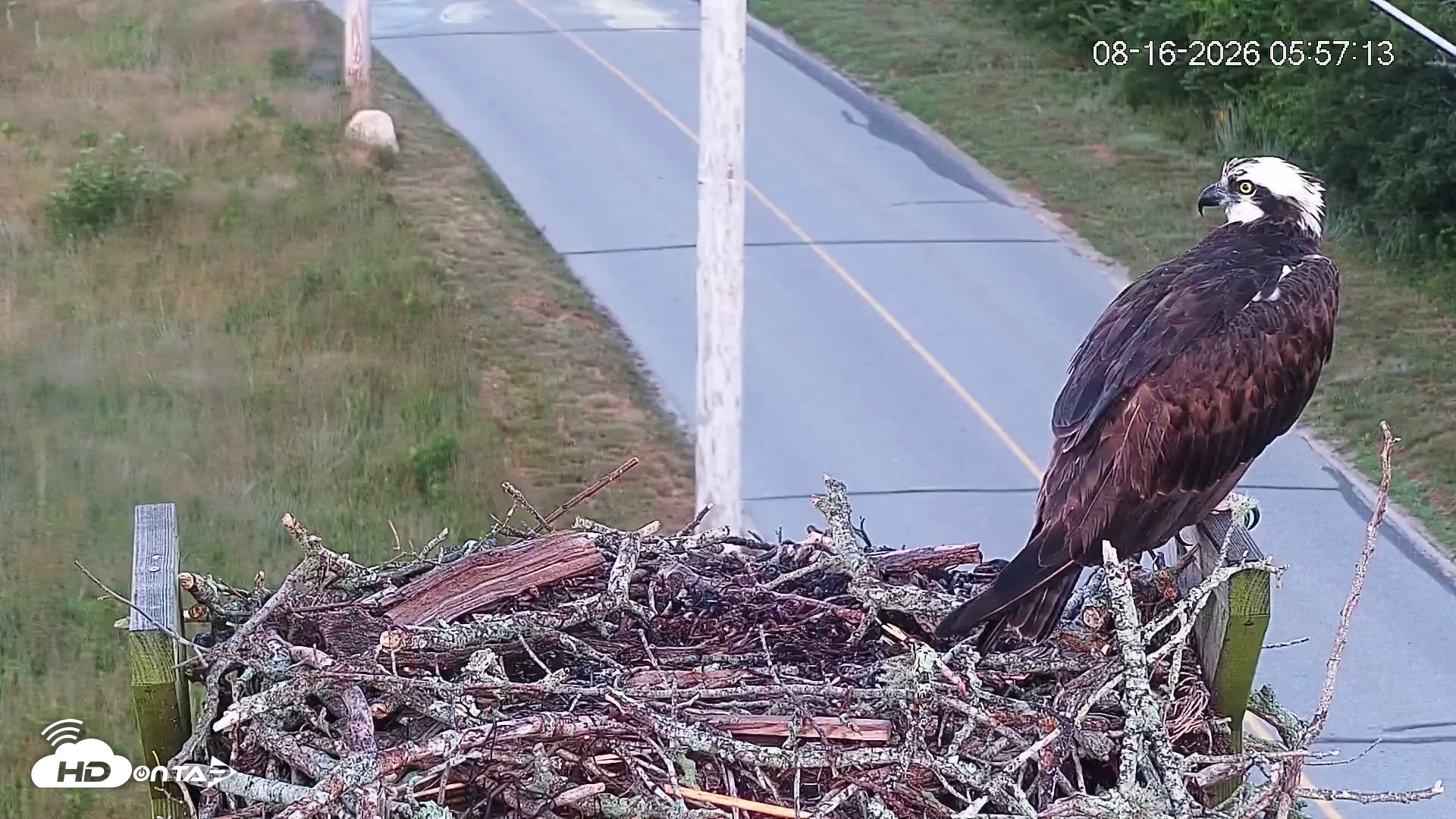 Snapshot of Fishers Island Middle Farms Ospreys Live Webcam taken Aug 16, 2026, 5:57am EDT