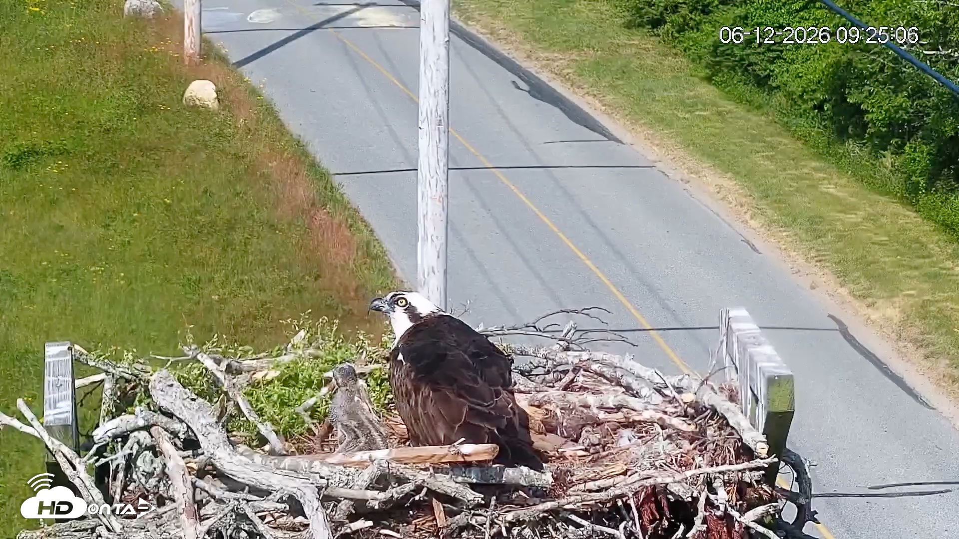 Snapshot of Fishers Island Middle Farms Ospreys Live Webcam taken Jun 12, 2026, 9:26am EDT