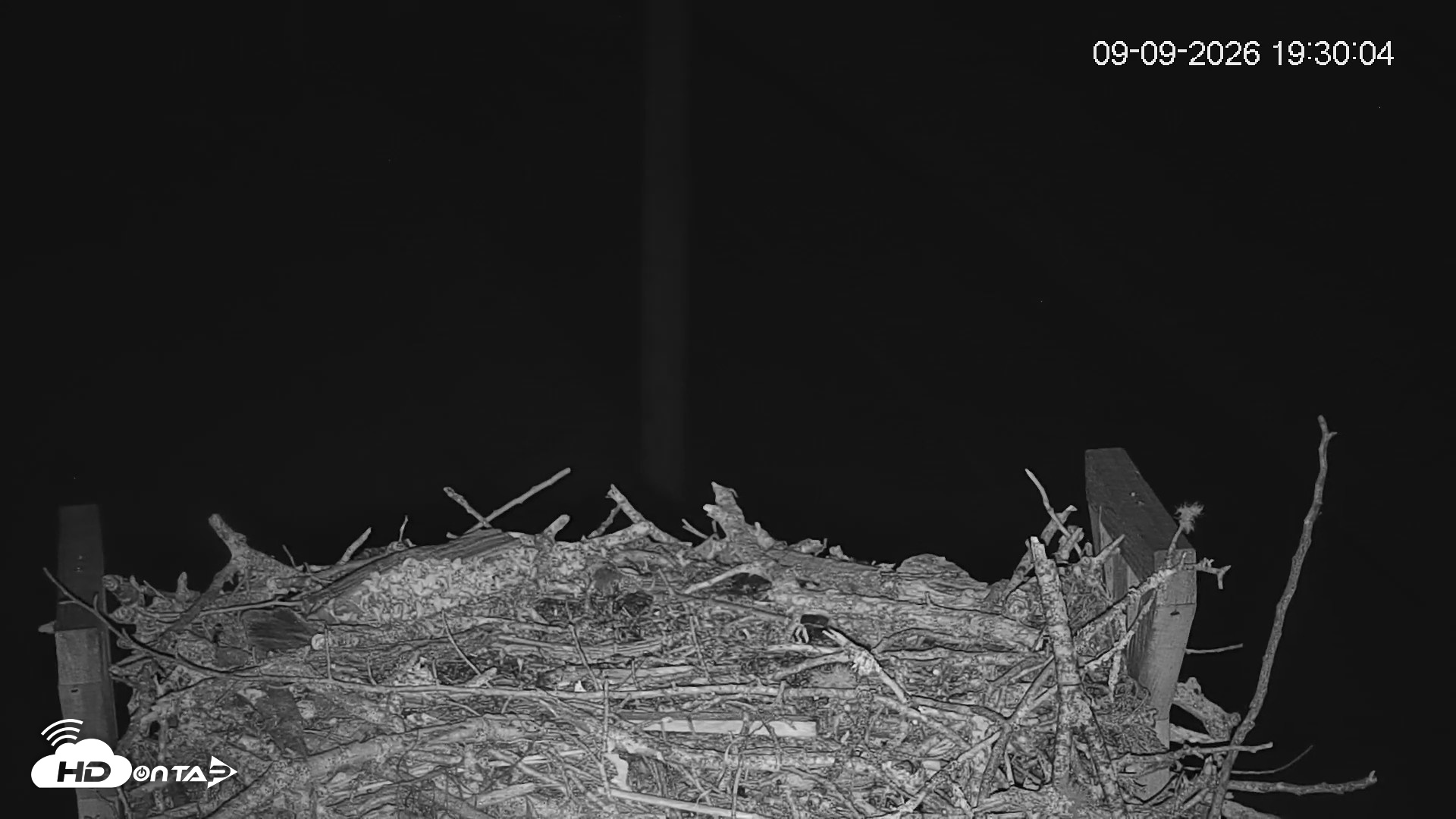 Snapshot of Fishers Island Middle Farms Ospreys Live Webcam taken Sep 9, 2026, 7:31pm EDT